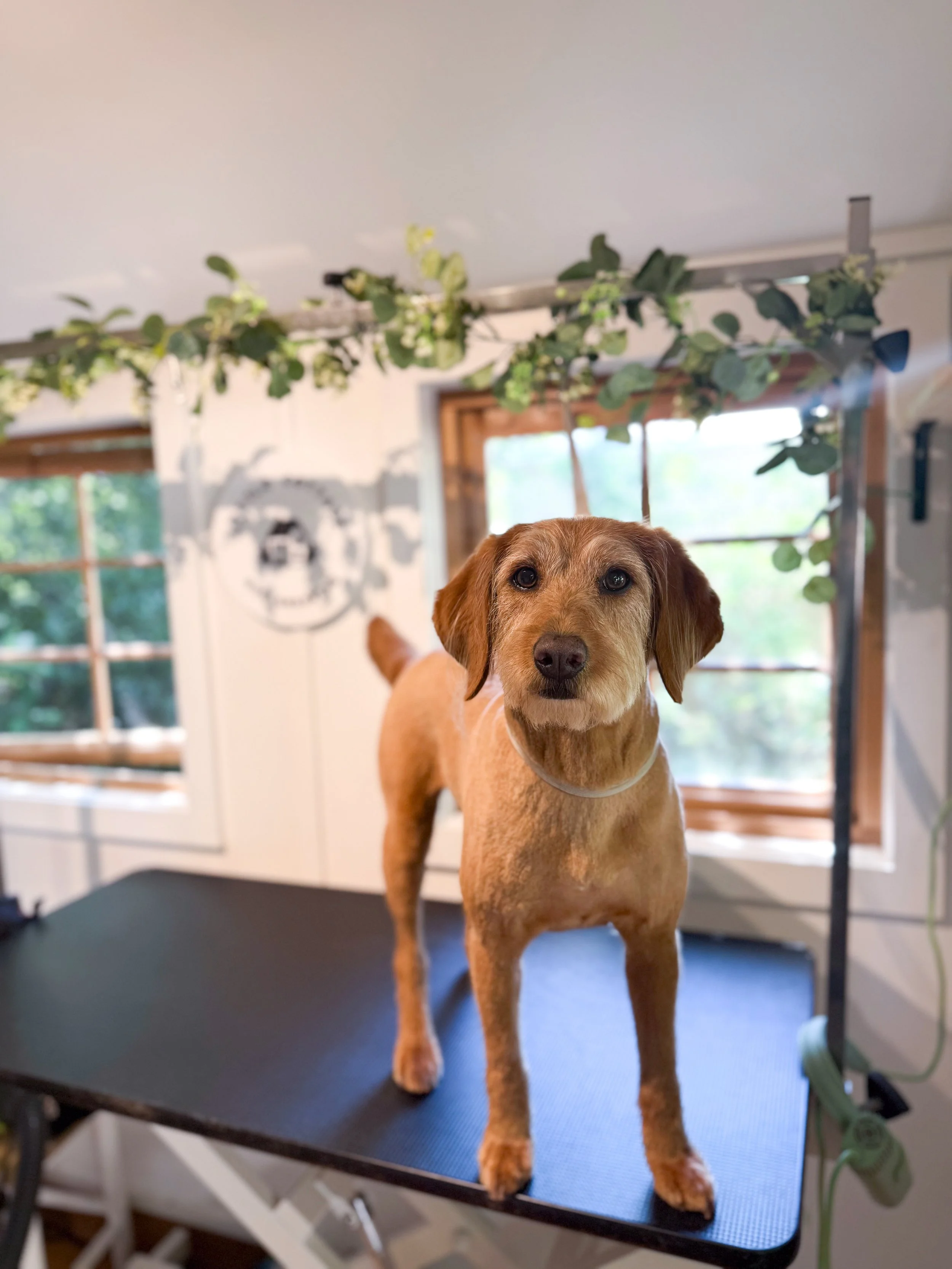 A small brown dog standing on a grooming table inside a room with windows and decorative greenery hanging above.