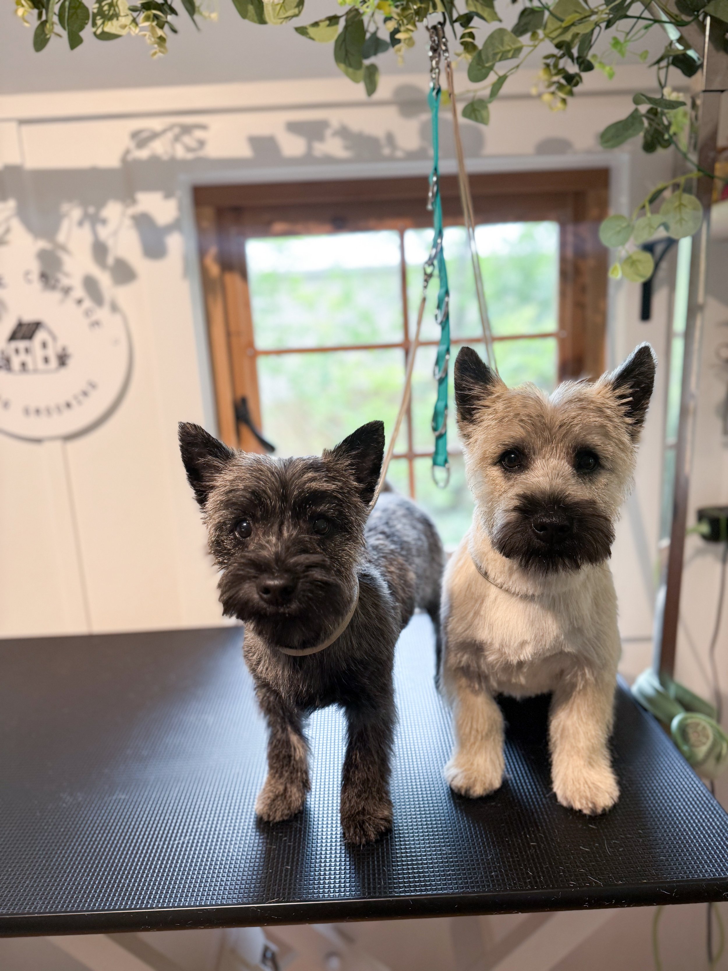 Two small puppies standing on a grooming table indoors, with a window and plants in the background.