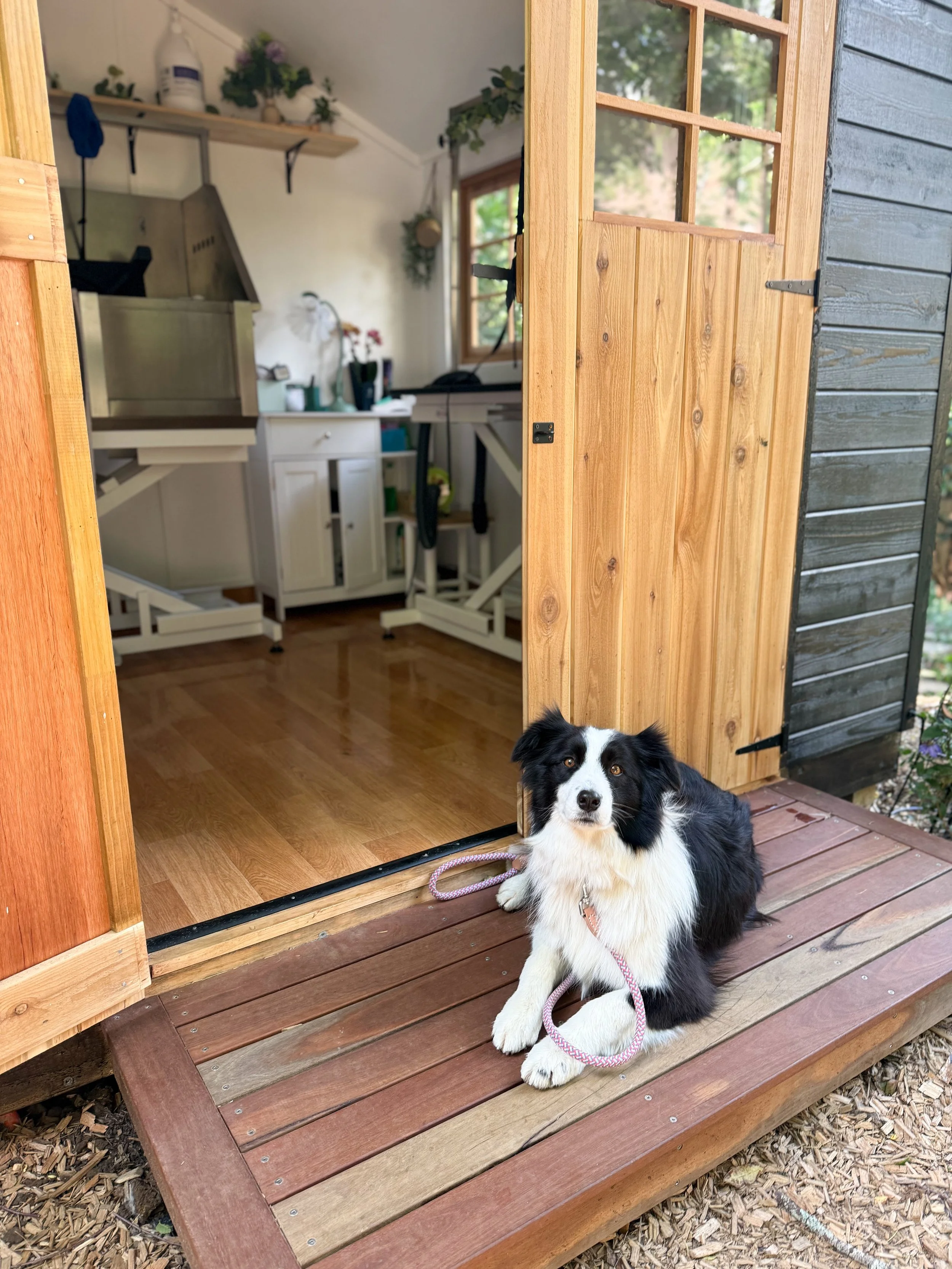 A black and white dog sitting on a wooden porch outside a small shed with open sliding doors, revealing a bright, organized indoor space with a window, plants, and a work desk.