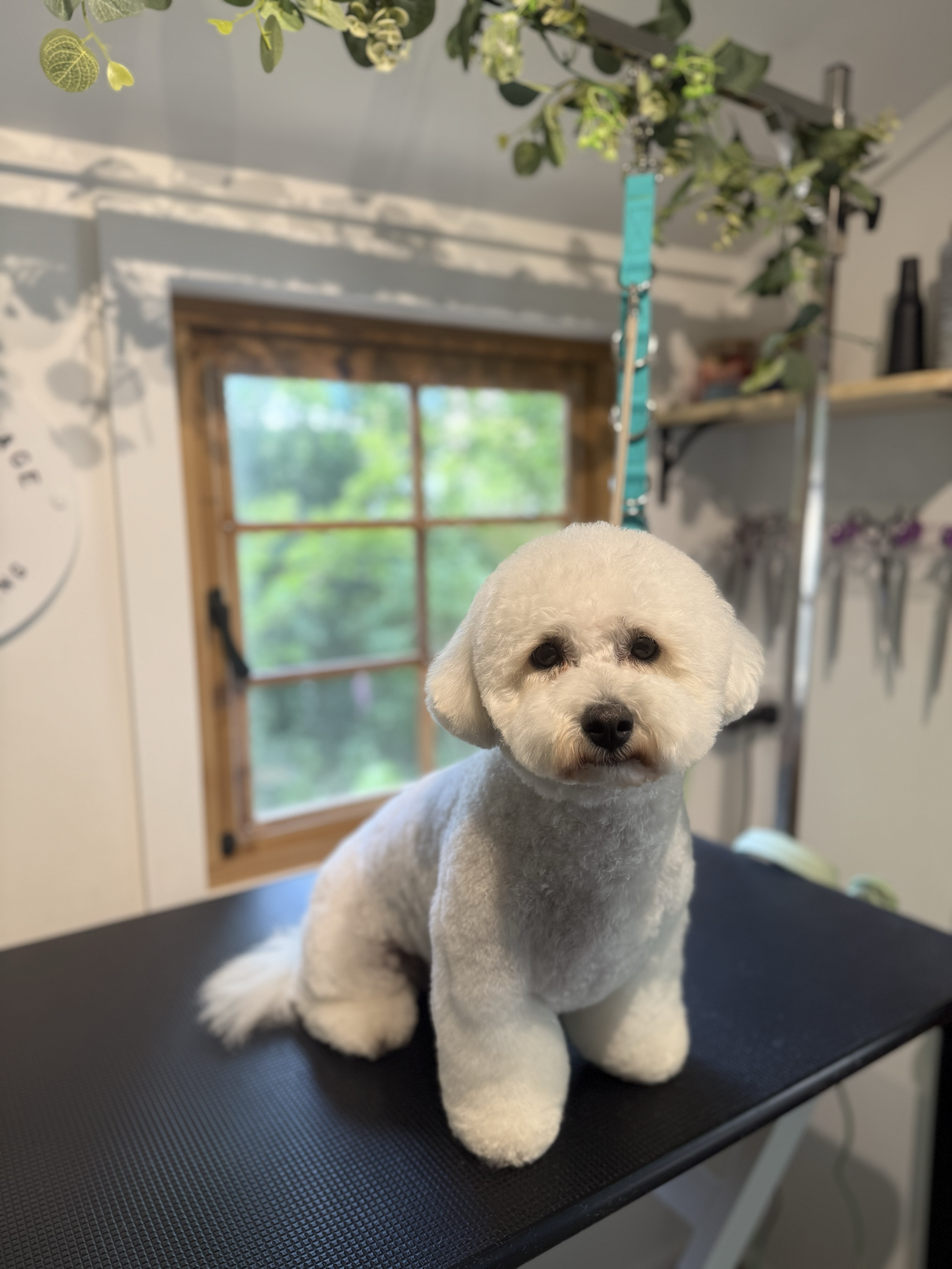 A black and white Pembroke Welsh Corgi dog standing on a grooming table indoors, looking directly at the camera with alert ears and expressive eyes, with windows and a decorative wall in the background.