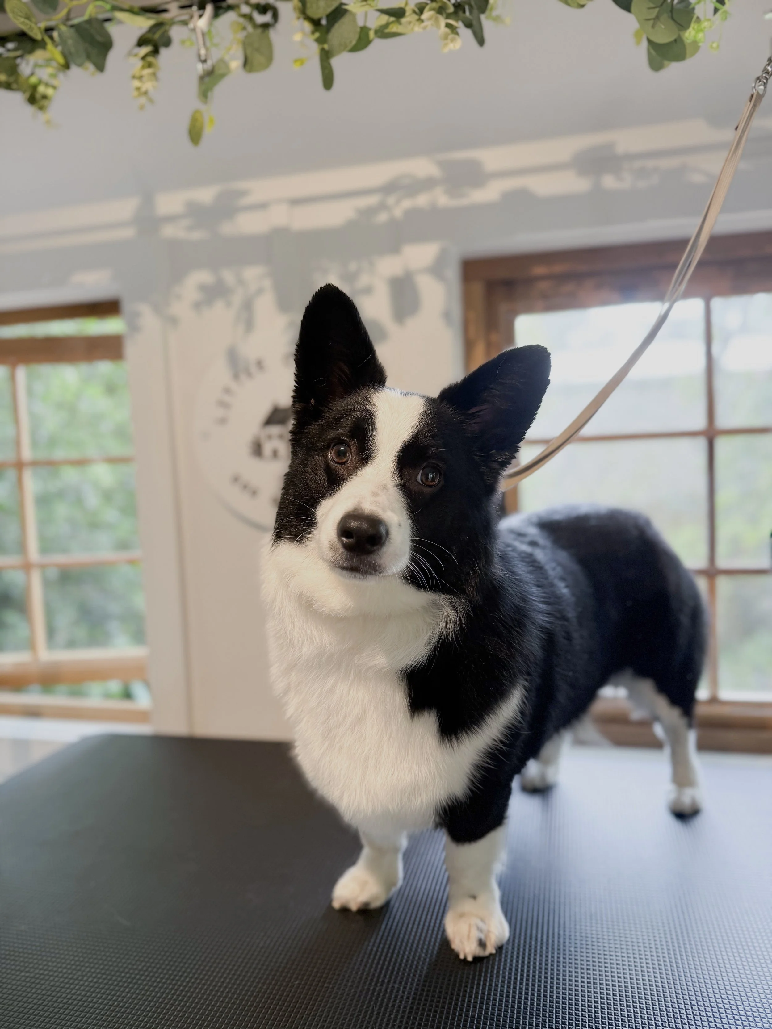 A black and white Pembroke Welsh Corgi dog standing on a grooming table indoors, looking directly at the camera with alert ears and expressive eyes, with windows and a decorative wall in the background.