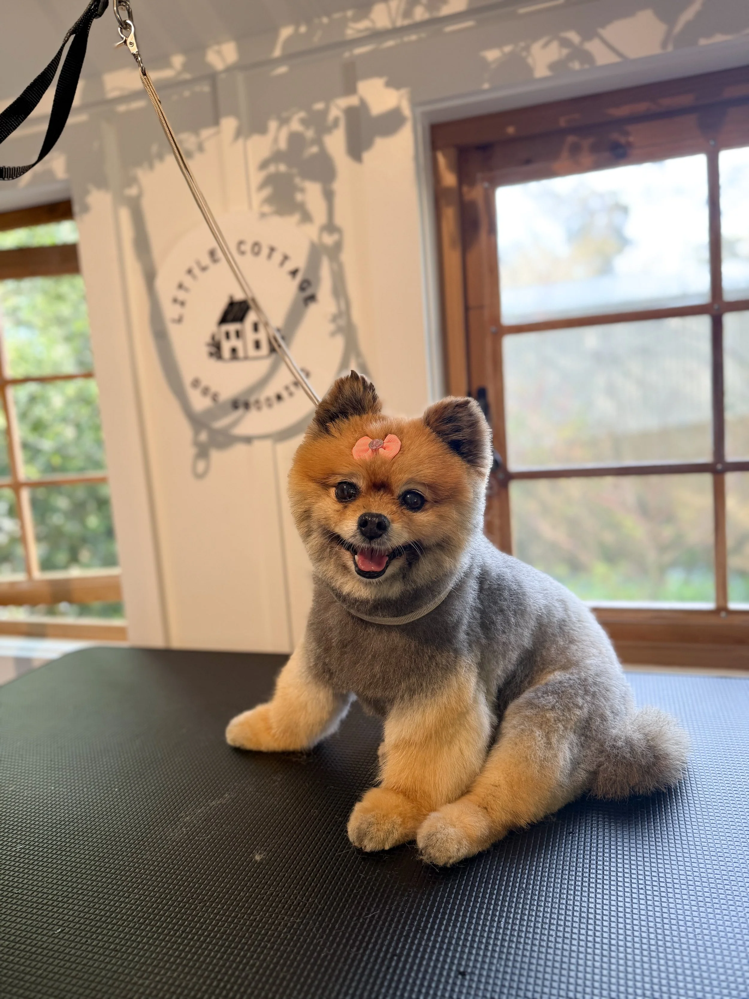 A small, fluffy dog with a pink bow on its head, sitting on a grooming table inside a grooming facility with windows and a wall sign that reads "Lettel Cottage" with a house logo.