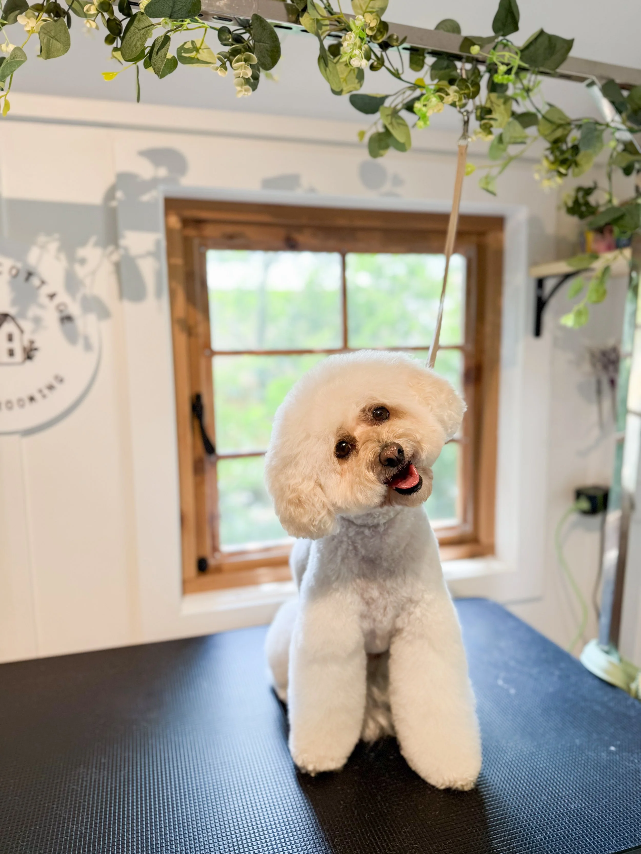 A dog with a fluffy white haircut, possibly a poodle, is sitting on a grooming table with a grooming loop around its neck. The background shows a wooden-framed window with a lush green outdoor view.