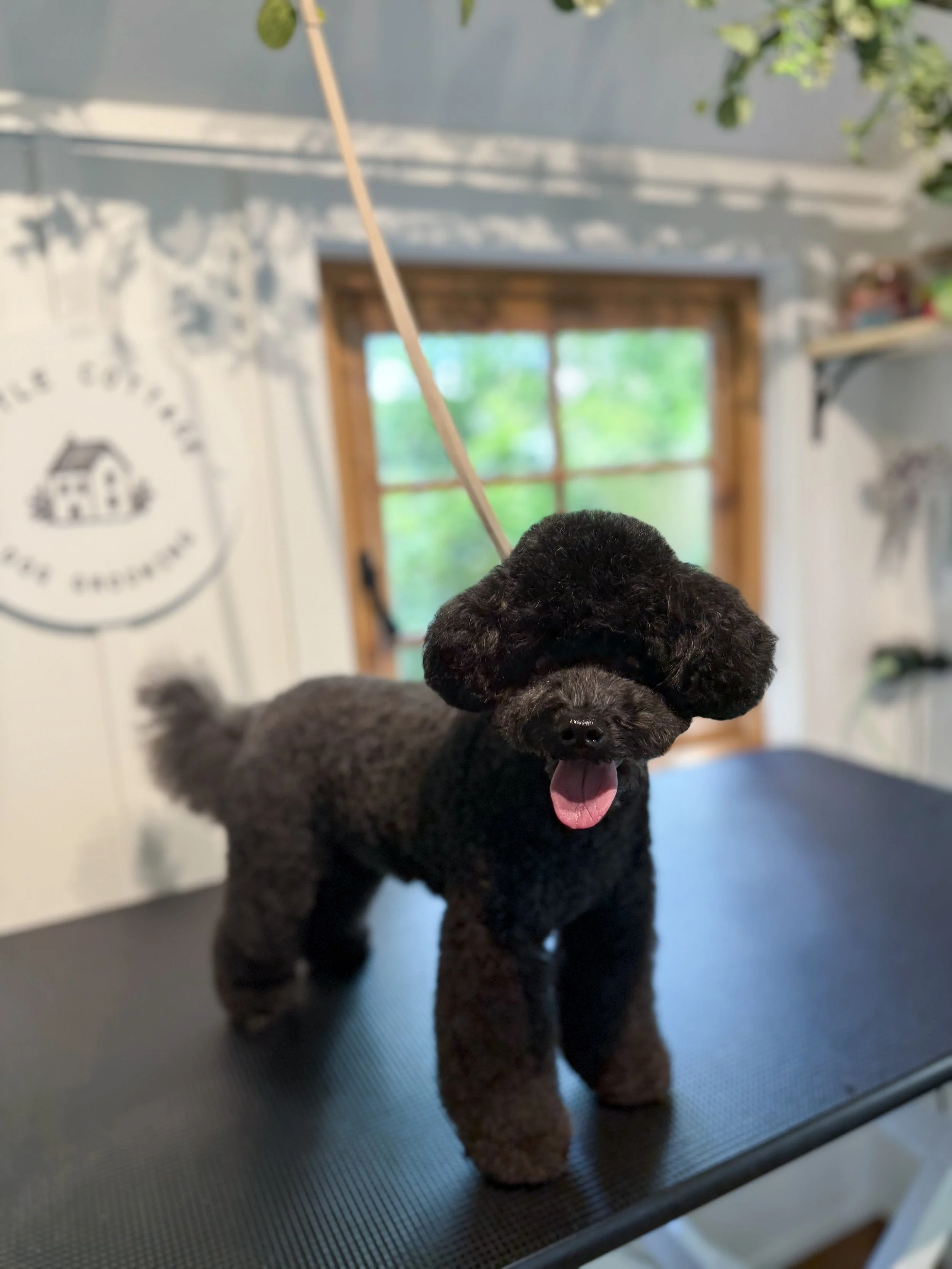 A small, fluffy dog with dark fur on its face and ears, sitting on a grooming table inside a room with large windows and a white wall, with a sign that says 'The Farmhouse Dog Spa' in the background.