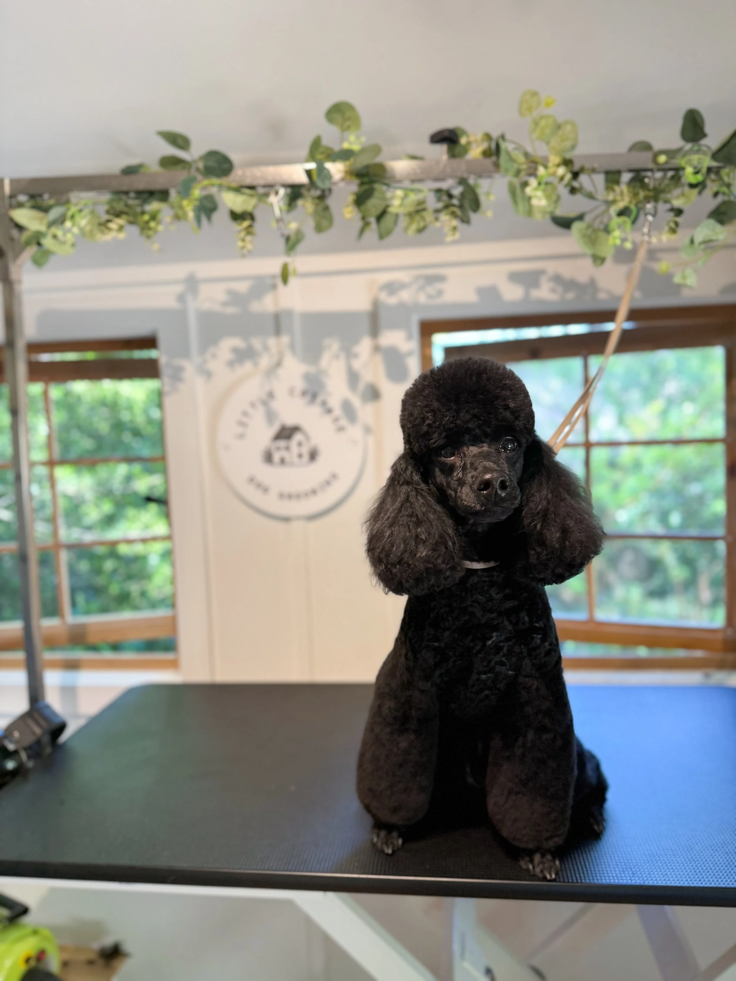Black poodle with a fluffy head and ears sitting on a grooming table in a bright room with windows.