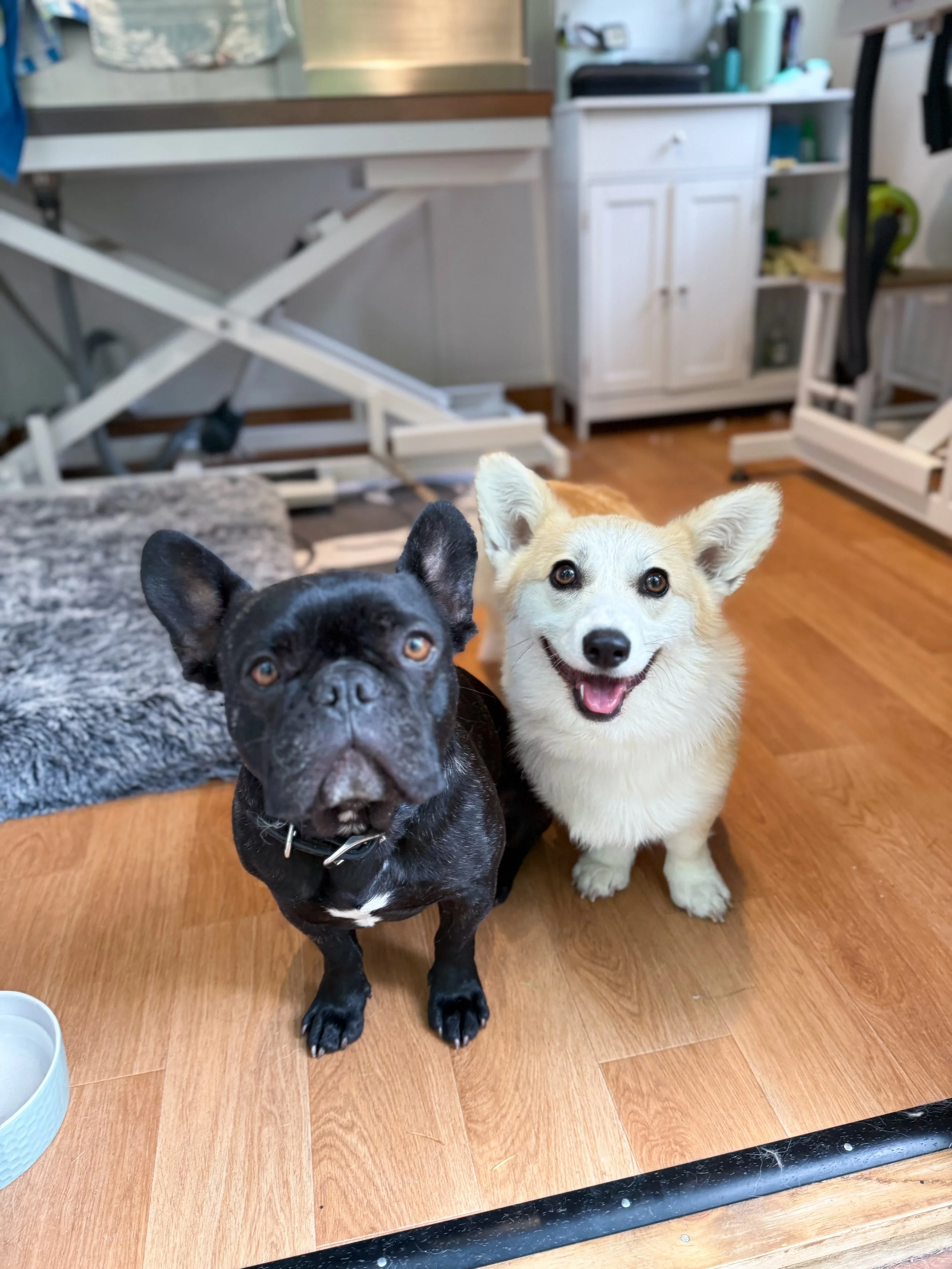 A black French Bulldog and a cream-colored Corgi sitting on a wooden floor indoors, with the Corgi smiling and the French Bulldog looking directly at the camera.