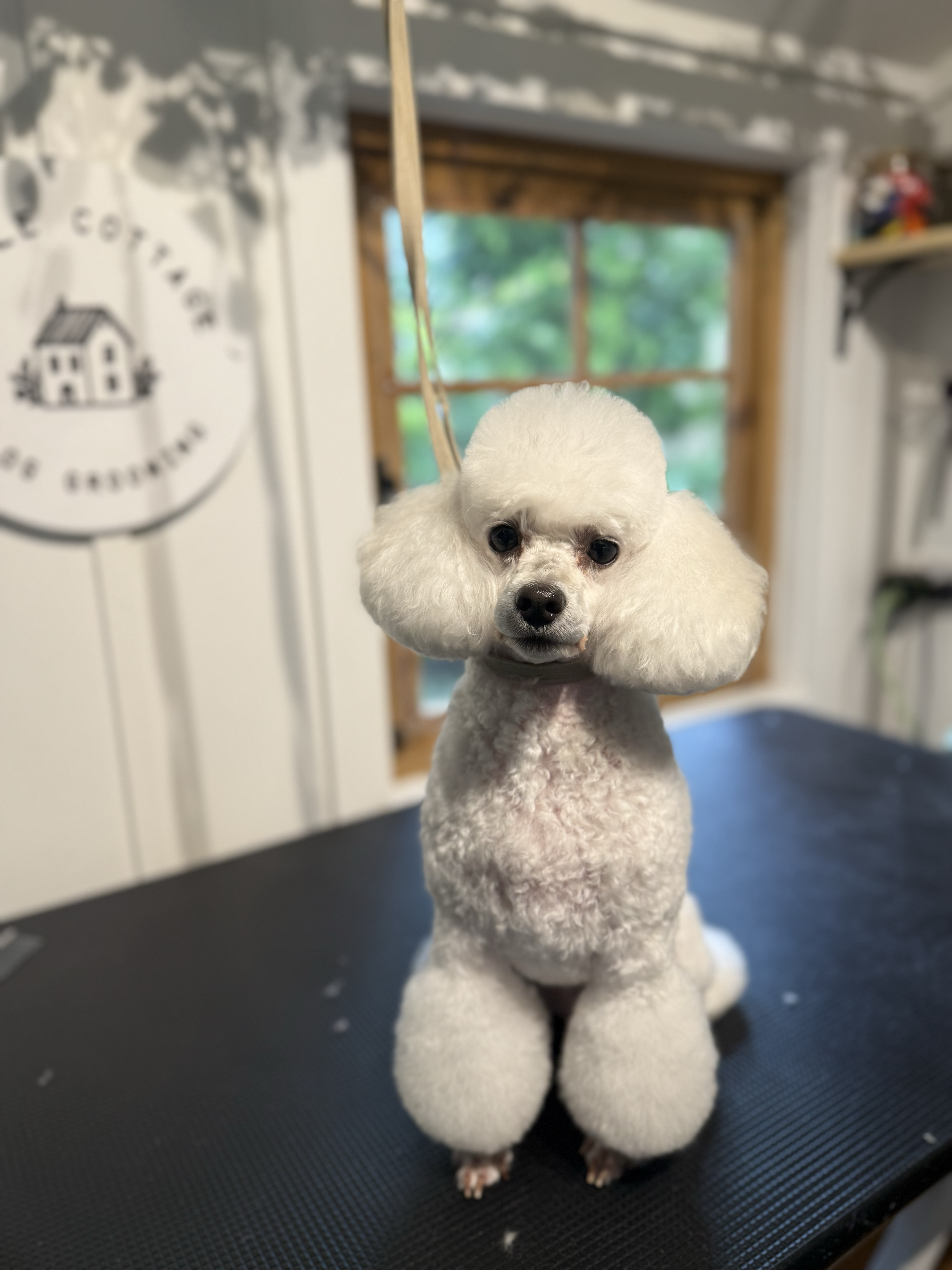 White poodle with fluffy ears and grooming hairstyle sitting on a grooming table inside a room with large windows and a wall decoration that appears to be a face.
