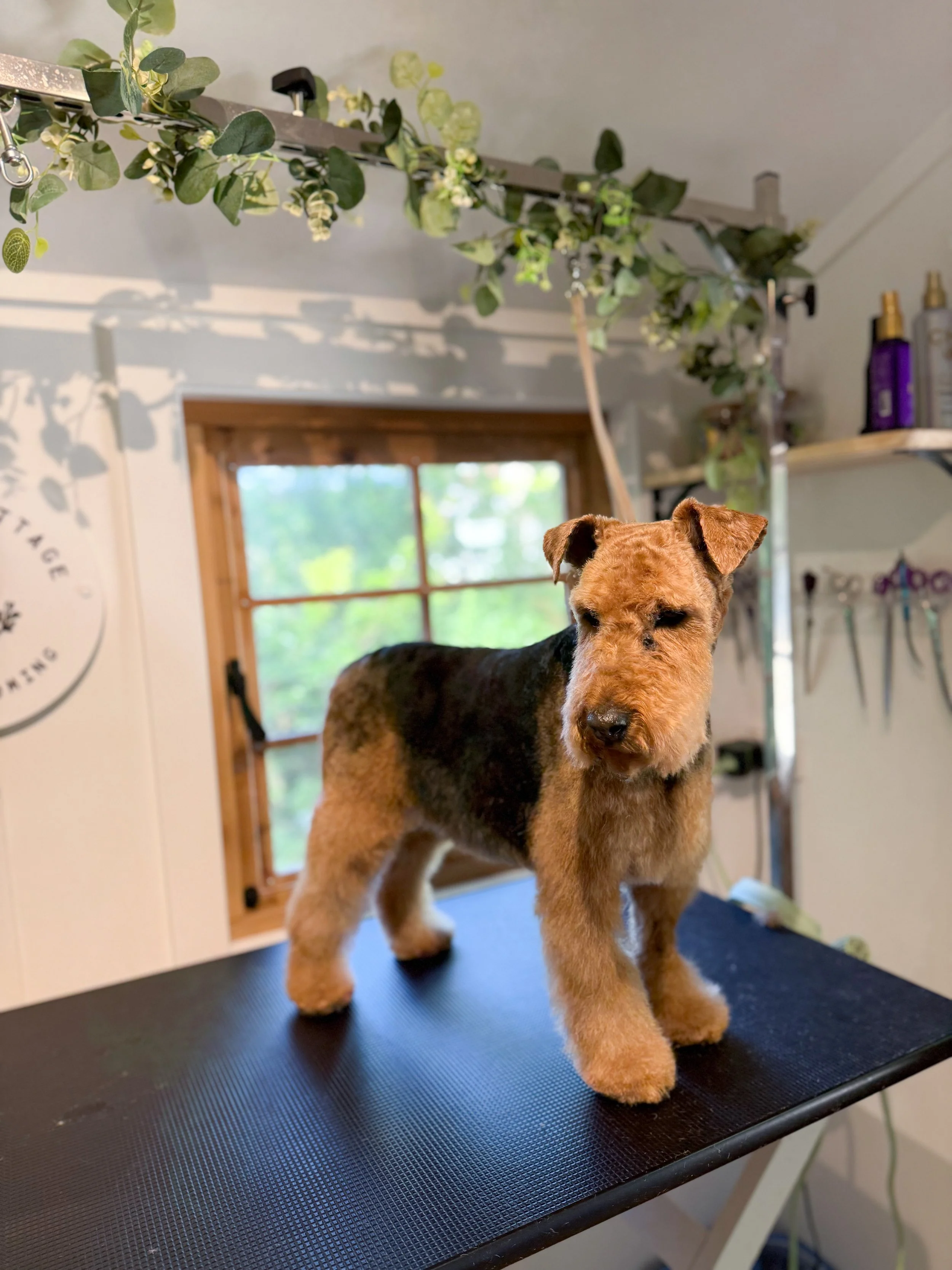 A small dog with a black and tan coat stands on a grooming table inside a grooming salon, with grooming tools and bottles on shelves in the background.