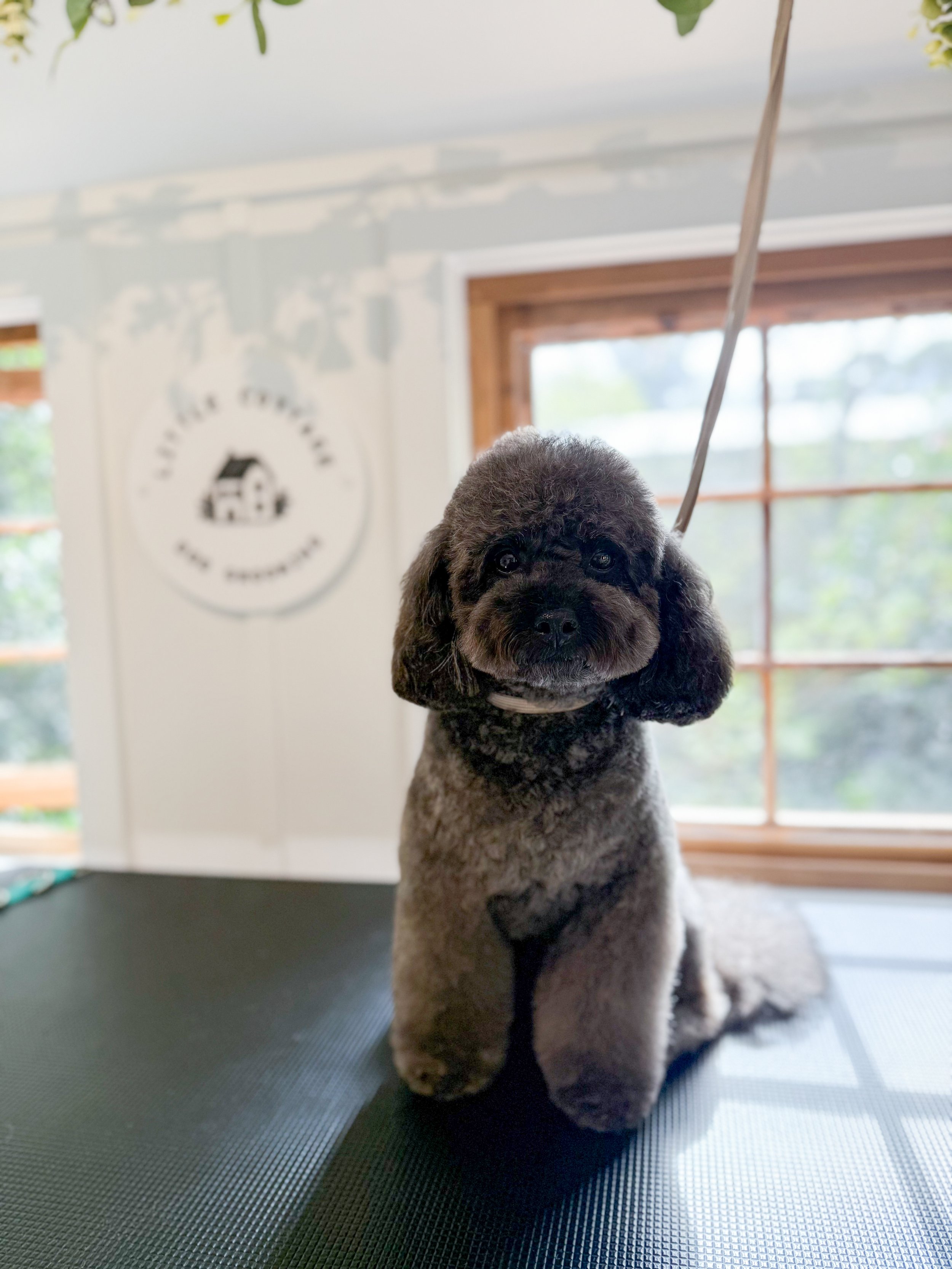 A groomed black and brown poodle sitting on a grooming table indoors with a window and a blurred logo in the background.