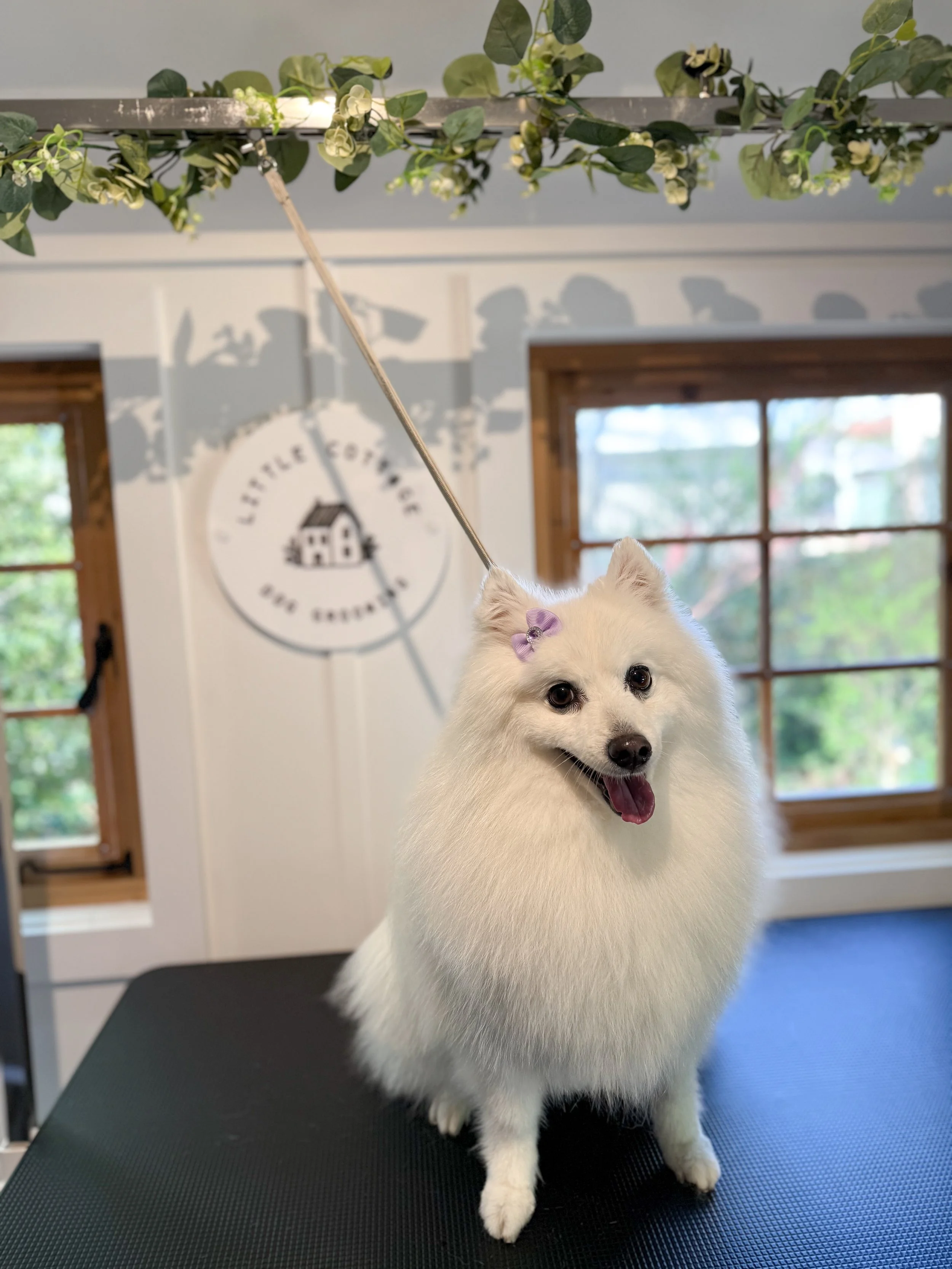 A white fluffy dog with a purple bow on its head, standing on a grooming table inside a grooming salon with windows and a wall sign that reads "Little Cottage Dog Grooming".