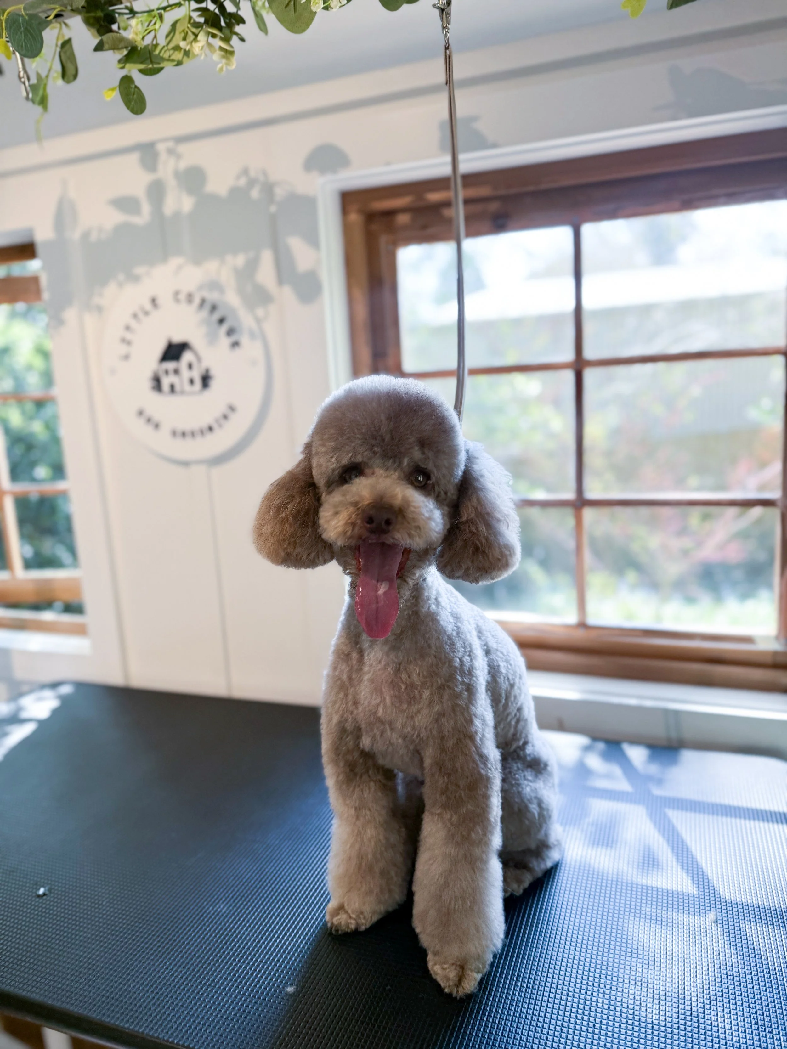 A small, fluffy dog, possibly a poodle, sitting on a grooming table with its tongue out. The dog is in a grooming salon with a window behind it and a sign on the wall that reads 'Little Cottage Dog Grooming.'