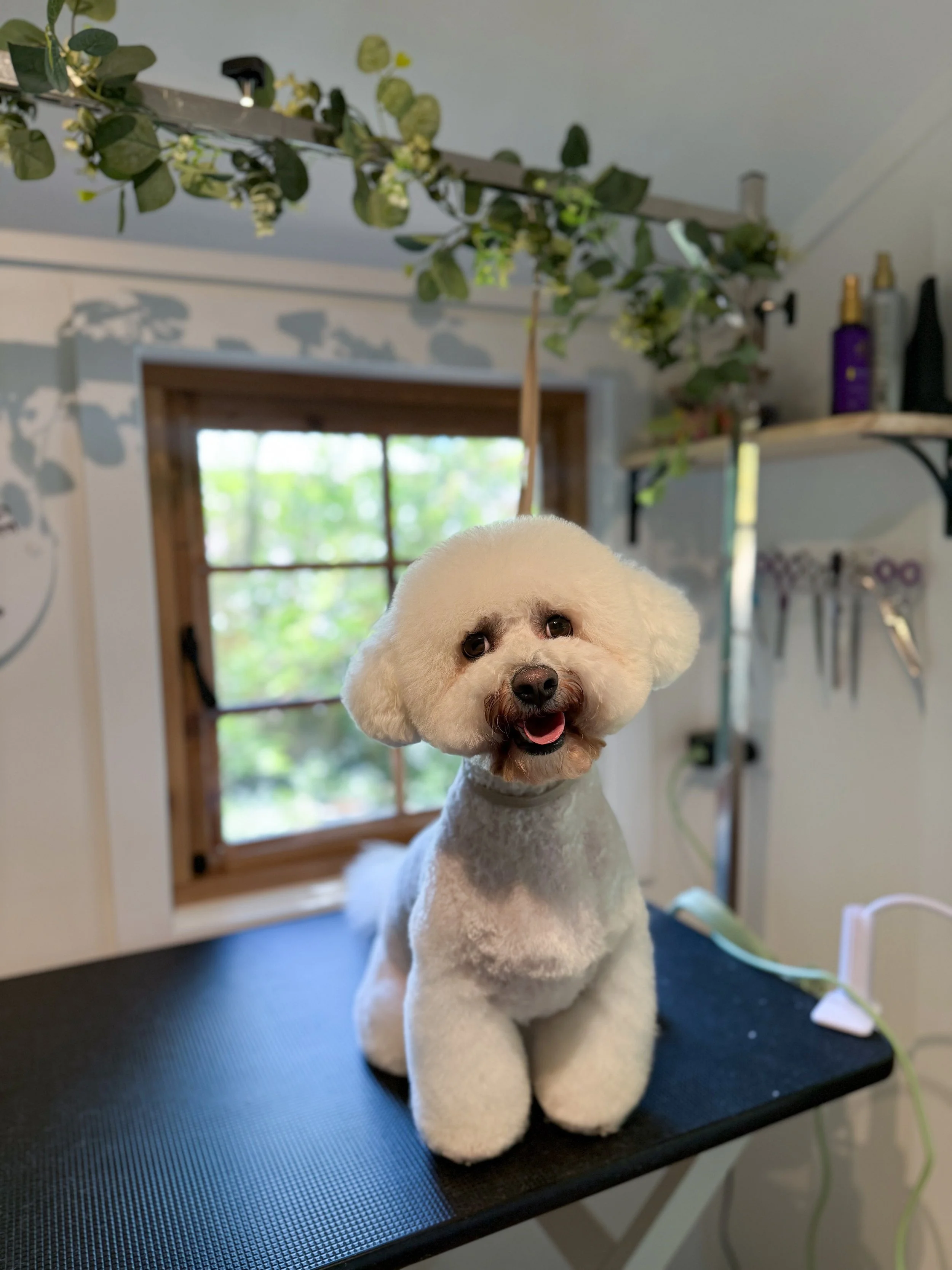 A small white dog with a neatly groomed fluffy coat, sitting on a grooming table in a grooming salon, with a window and grooming tools in the background.