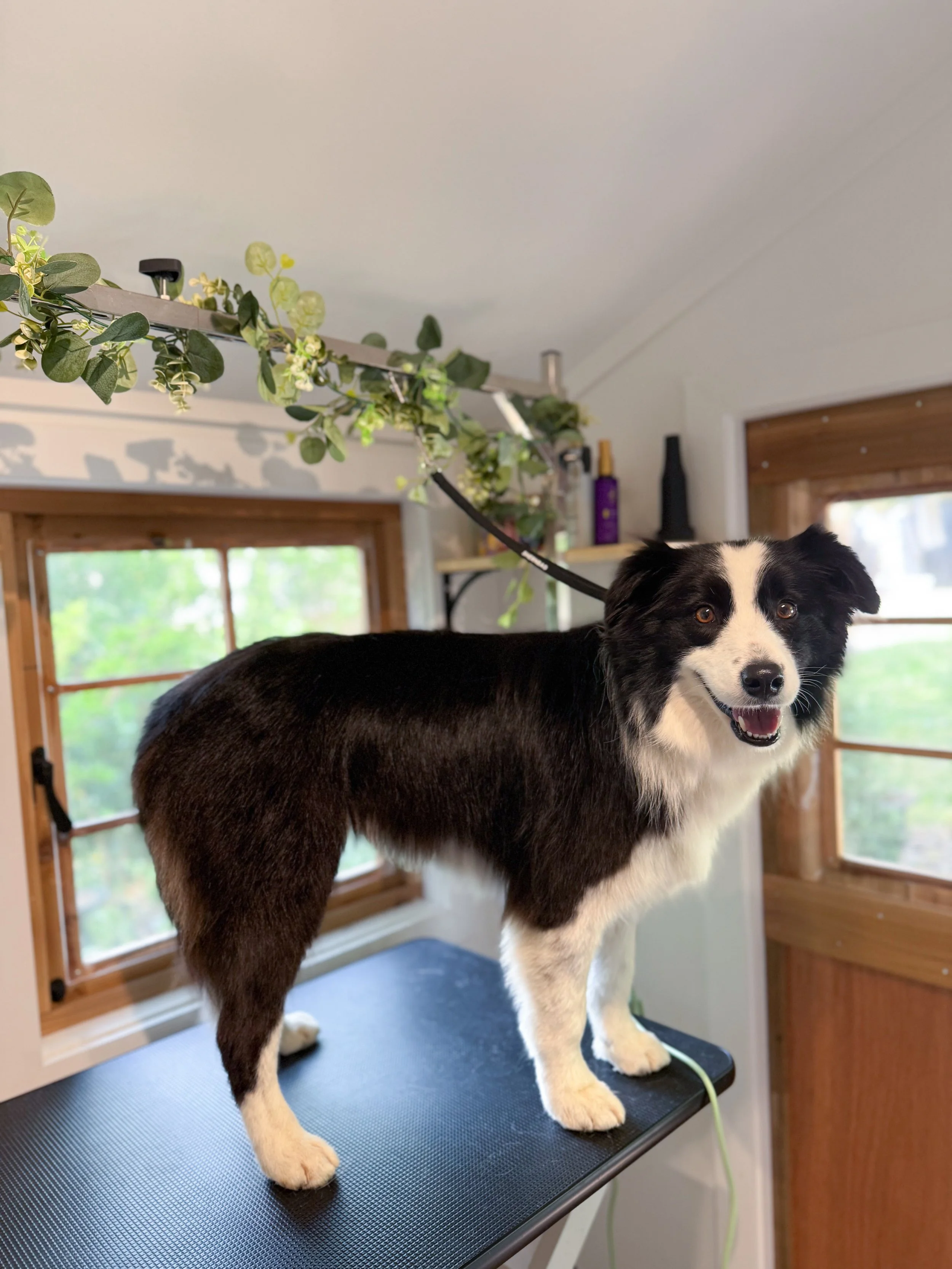 A black and white dog standing on a grooming table in a room with windows and wooden trim.