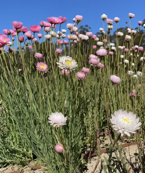 Screenshot 2026-01-21 at 10.12.44 am.png