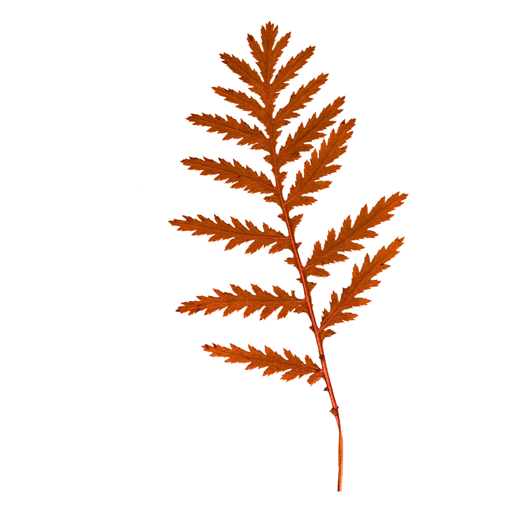 Red fern sprig.