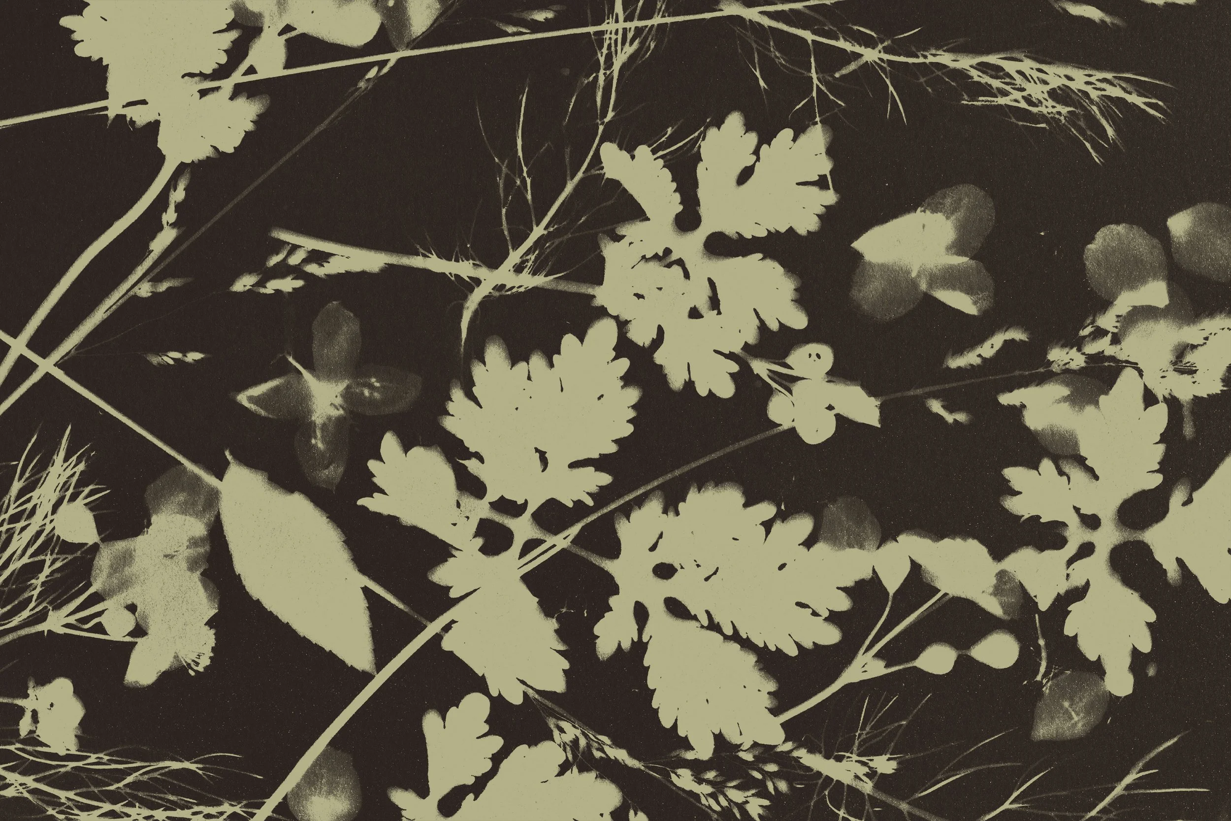 Pattern of green leaves over a black background.