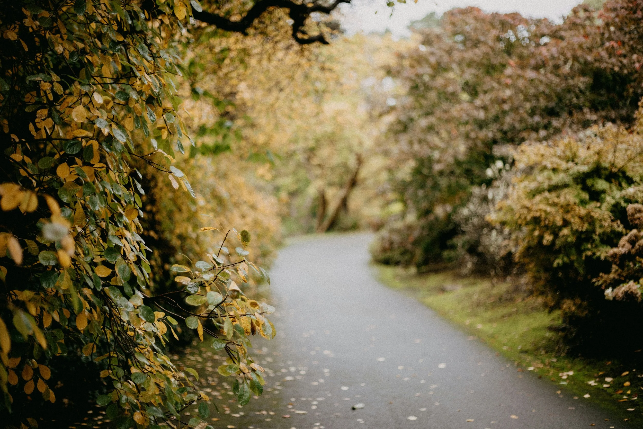 A paves path through yellowing trees.