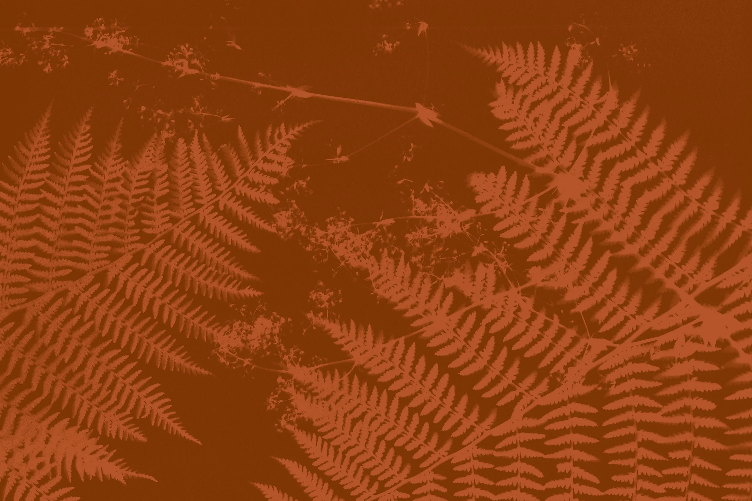 Orange ferns over a dark orange background.