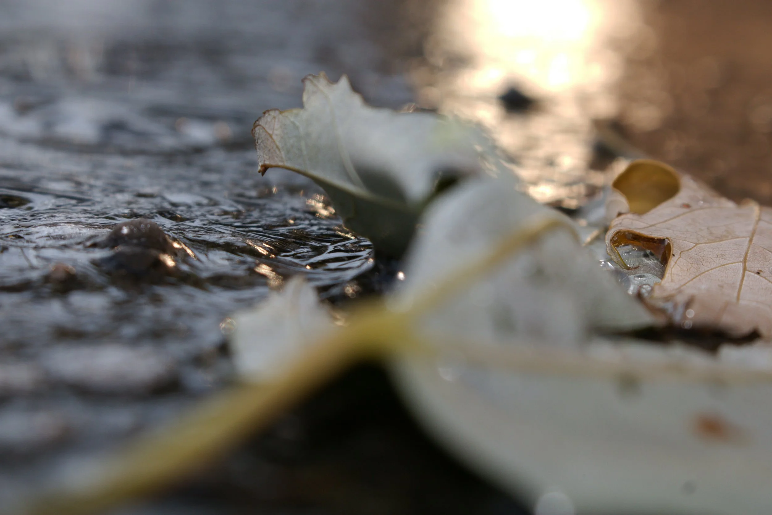 A fallen leave in a puddle of water.
