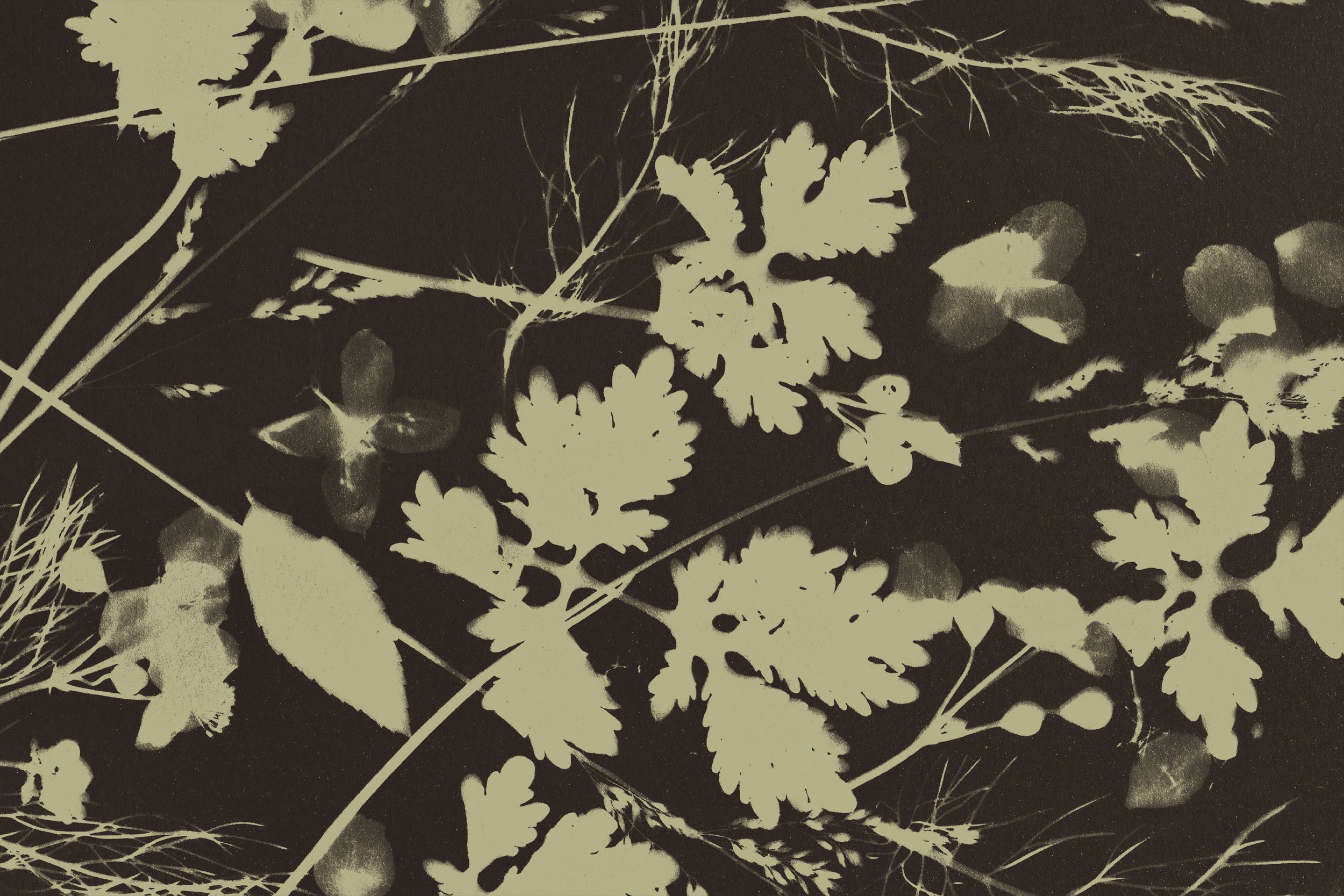 Green leaves over a black background.