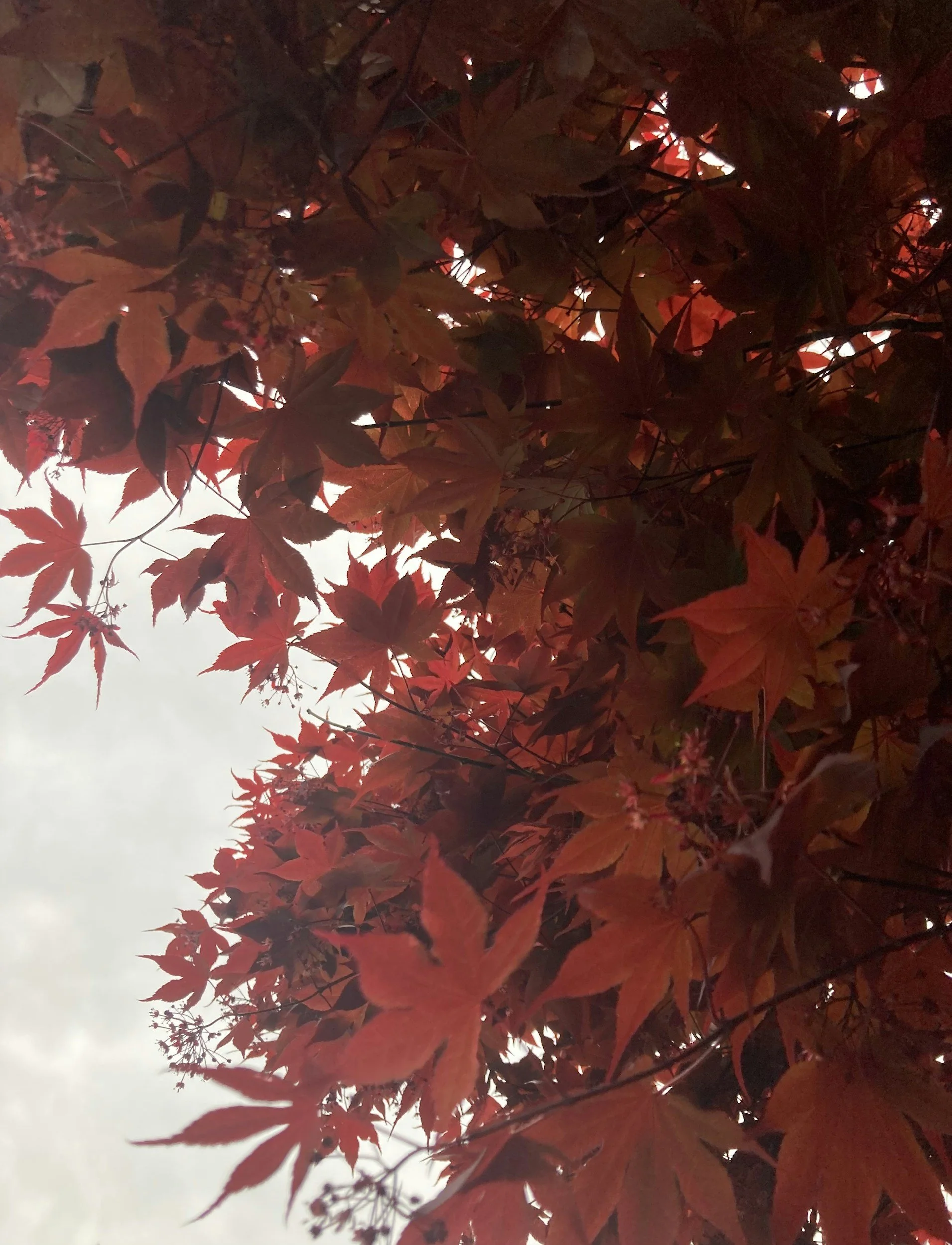 Red leaves against a gray sky.