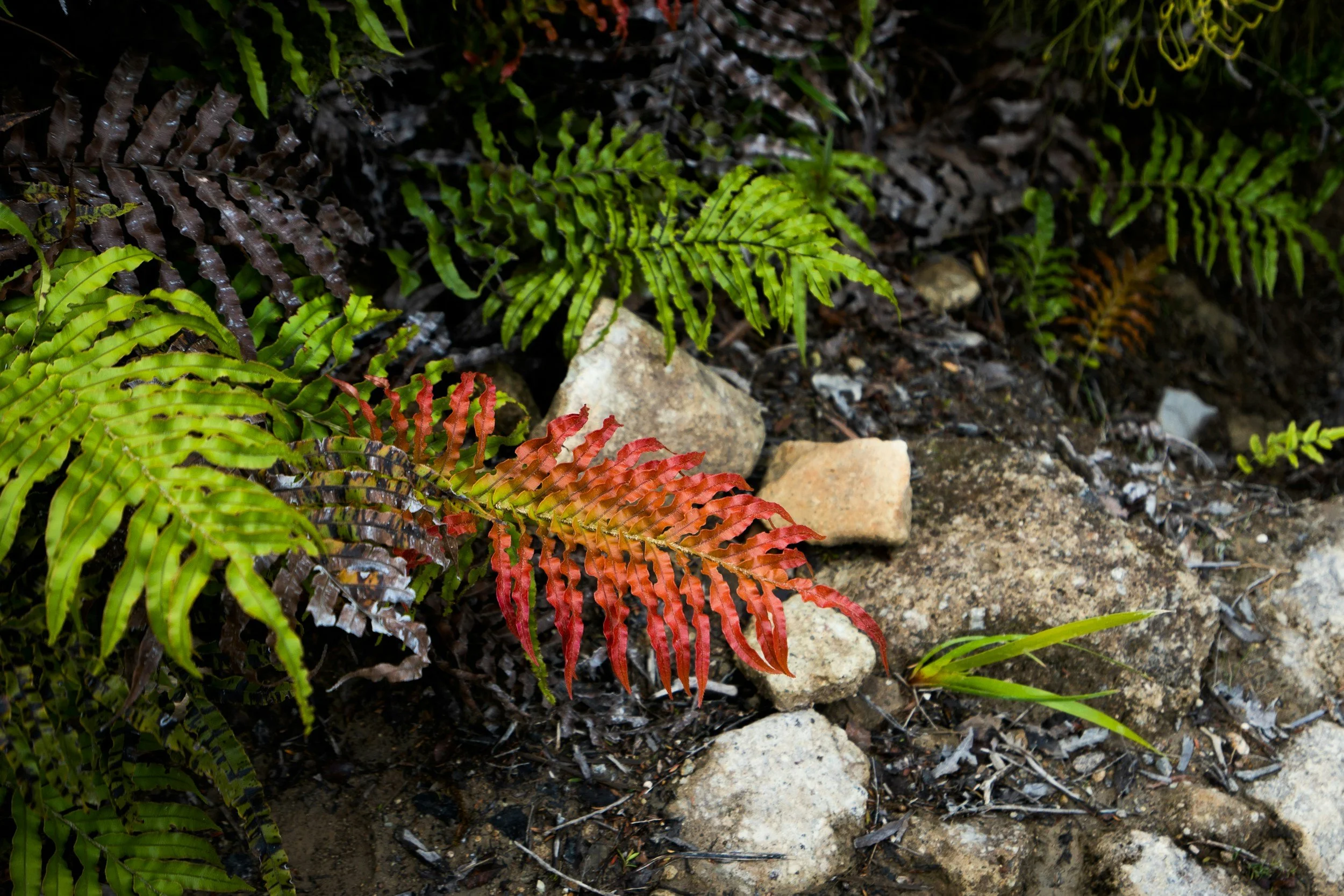Layered green and red ferns over rocks.