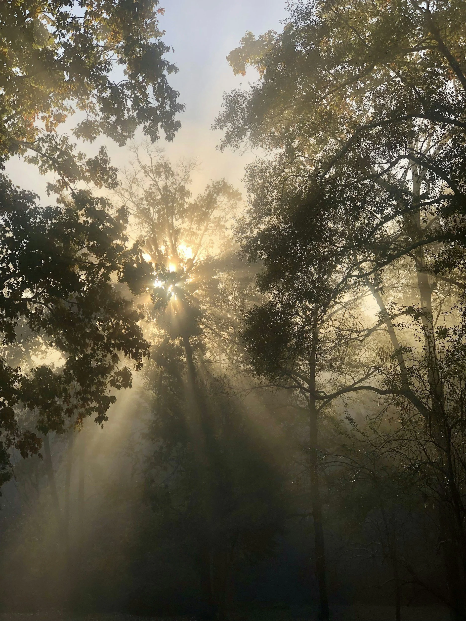Sun peaking through a misty tree canopy.
