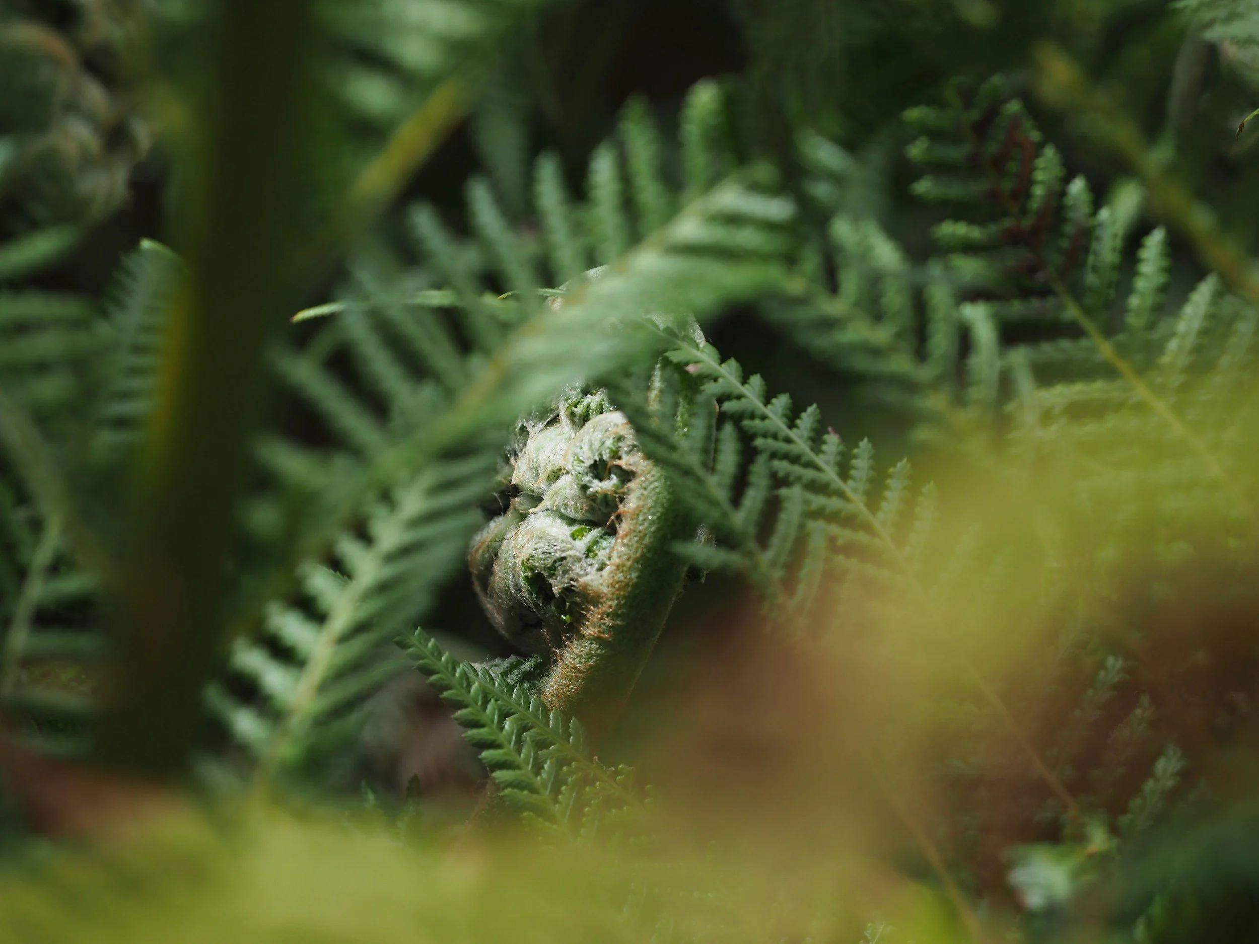 Layered green ferns.