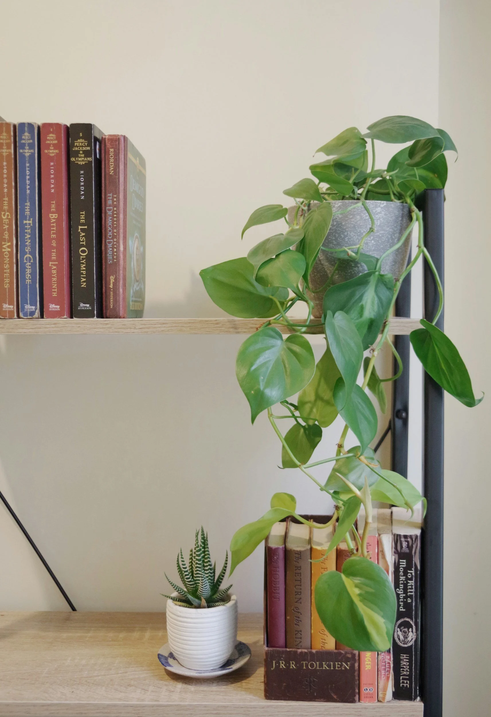 A bookshelf with houseplants.