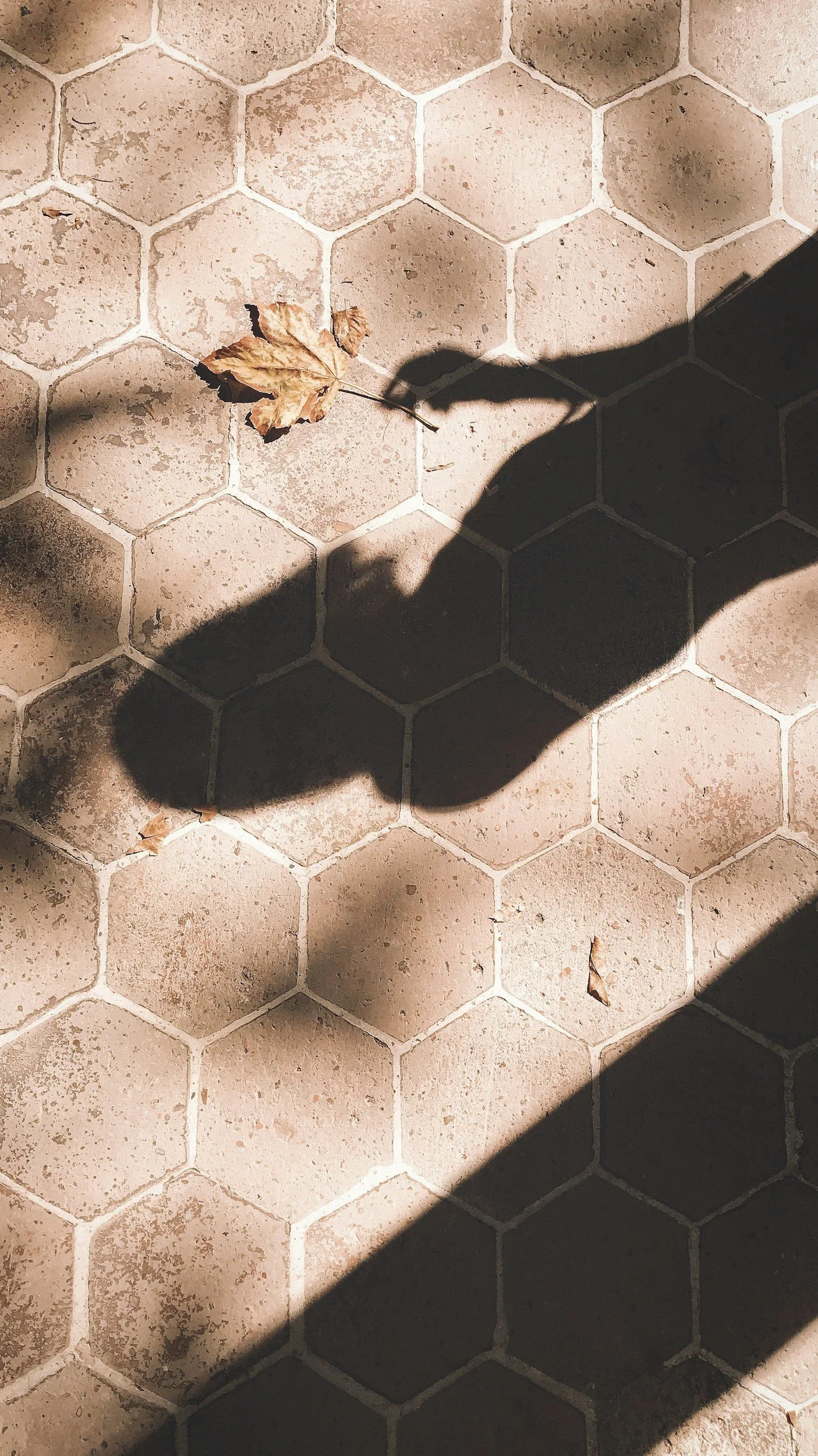 A shadow over outdoor tiles, clutching a leaf