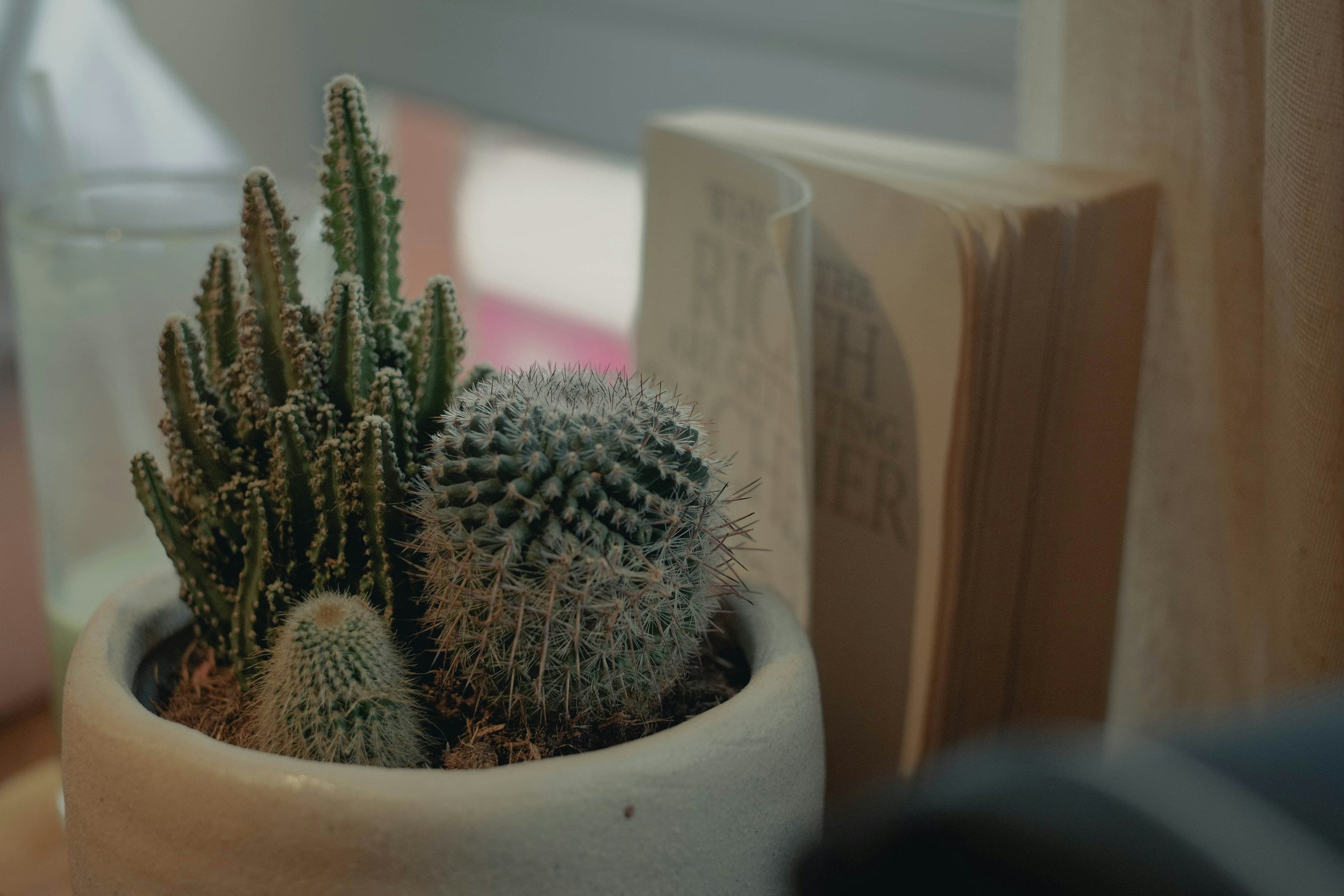 Succulent in a pot beside a book.