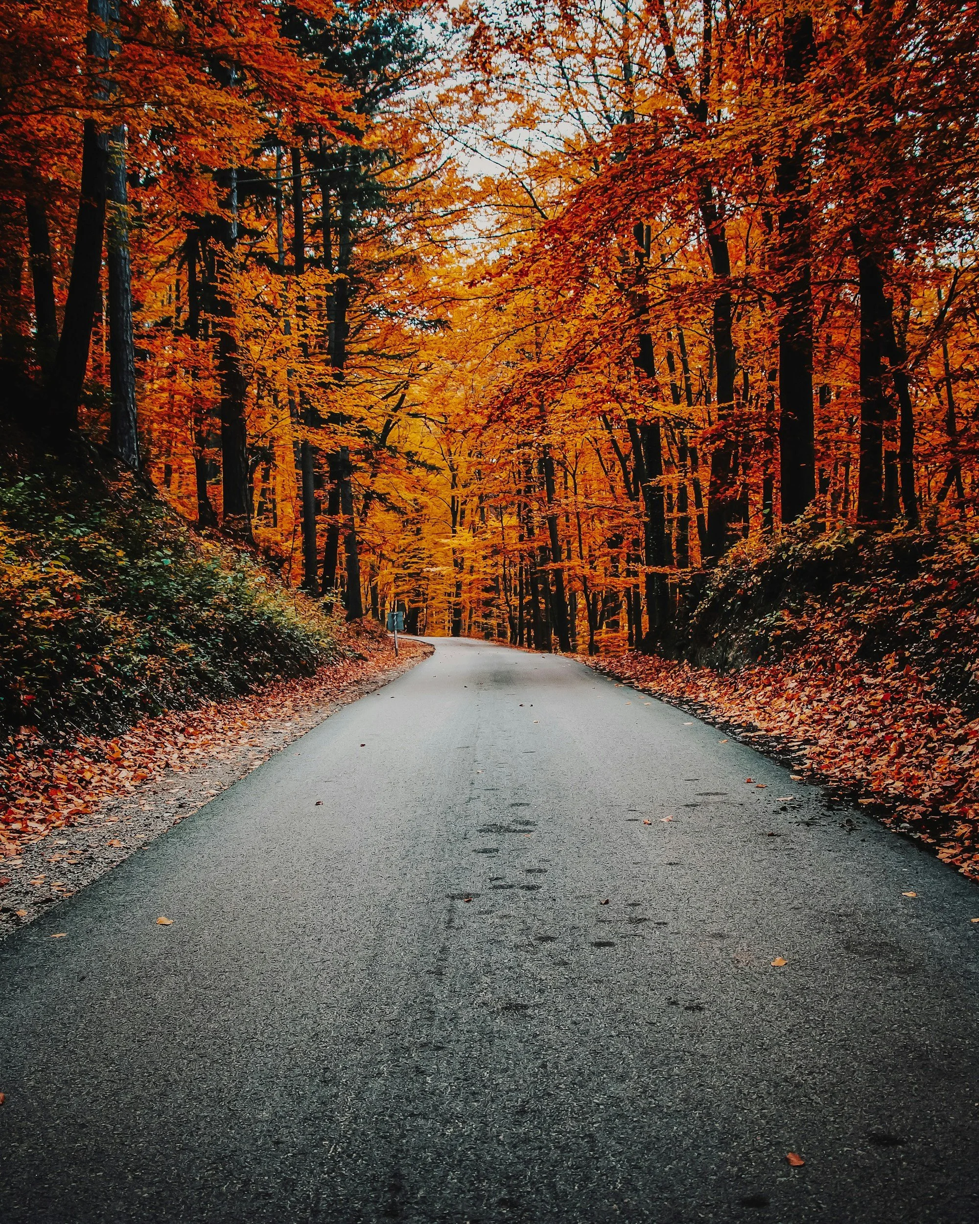 Paved road between trees with red and orange leaves.