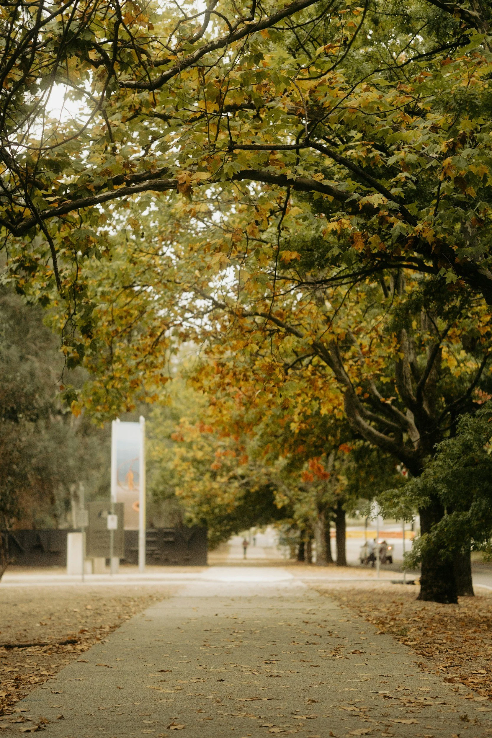 Path in early autumn with beautiful leaves