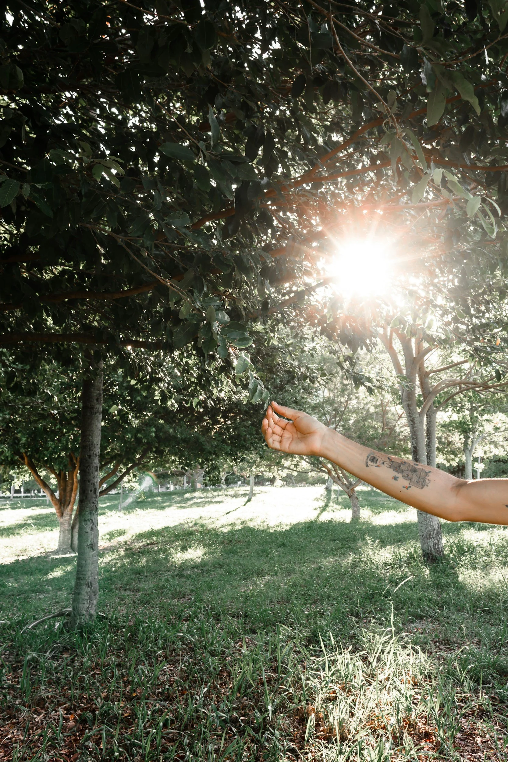sun shining through trees with a reaching hand