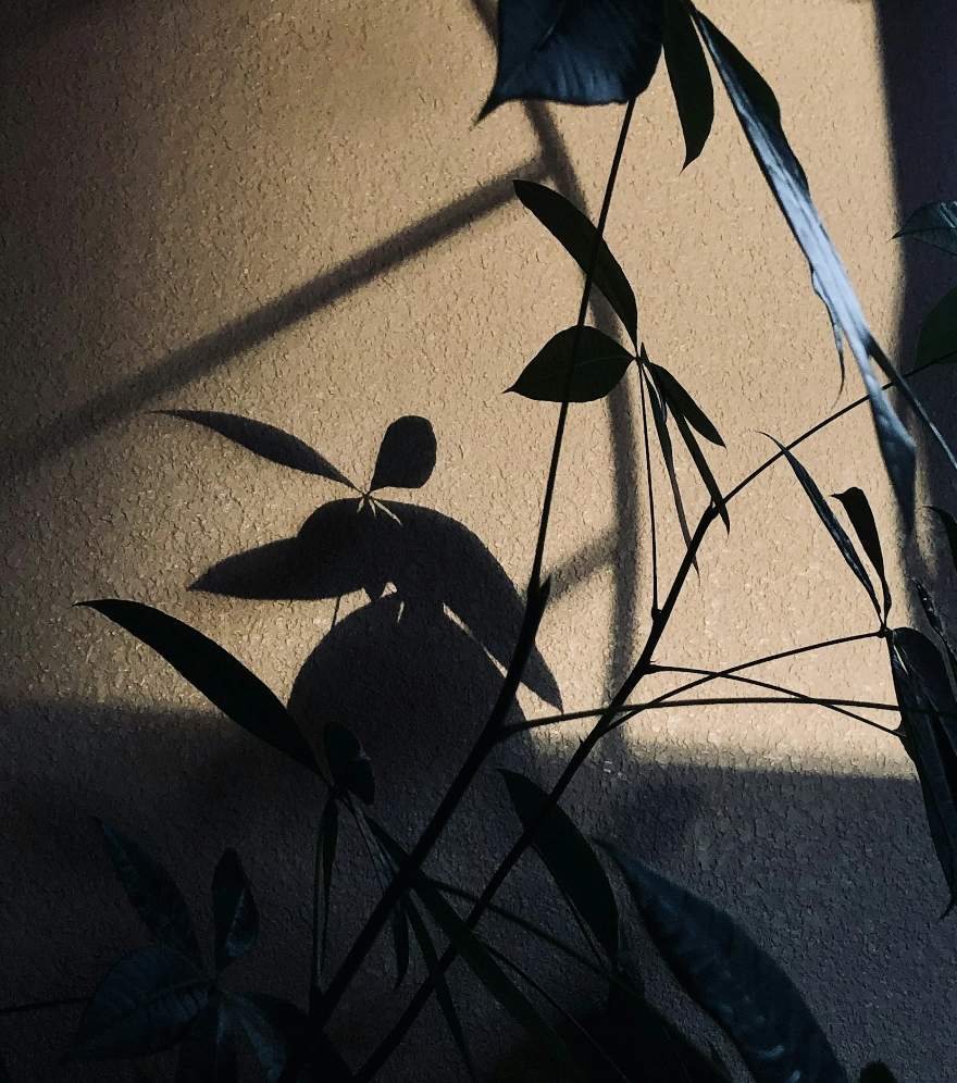 Shadows of plant leaves on a wall.
