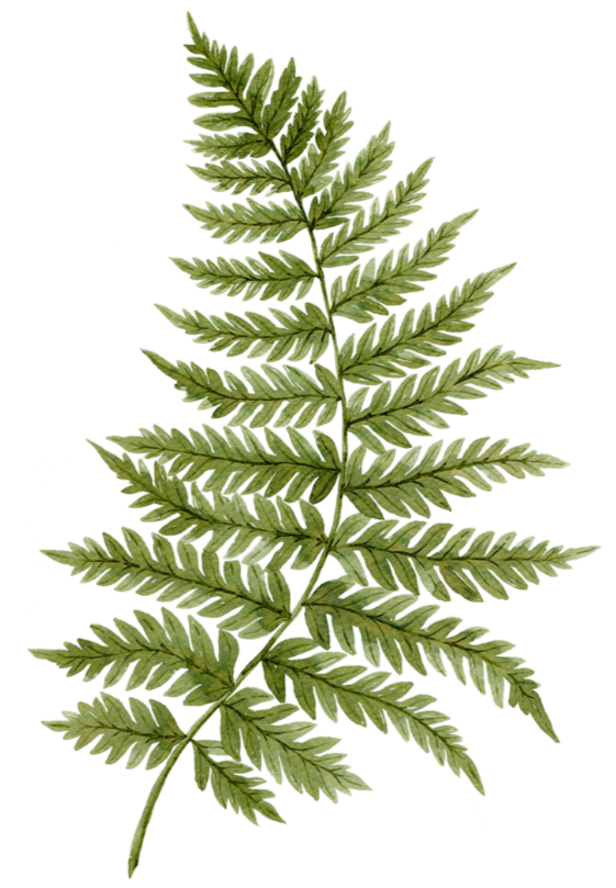 Cut out green fern