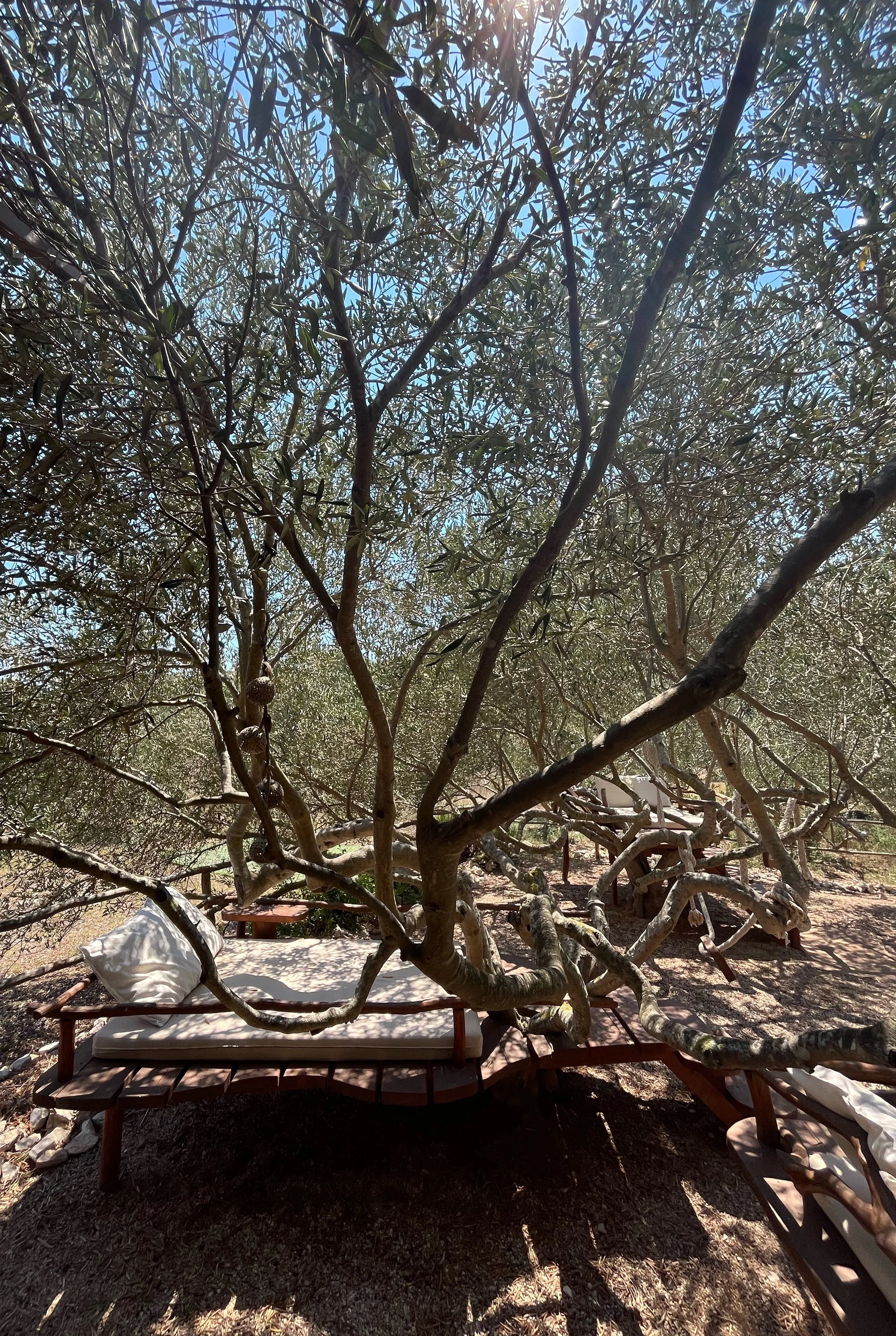 Pakleni islands: Mamato restaurant - amazing food and fabulous outdoor setting with white rustic wooden loungers with white cushions under trees with, in a sunny natural setting. Peace, tranquility and island enjoyment.