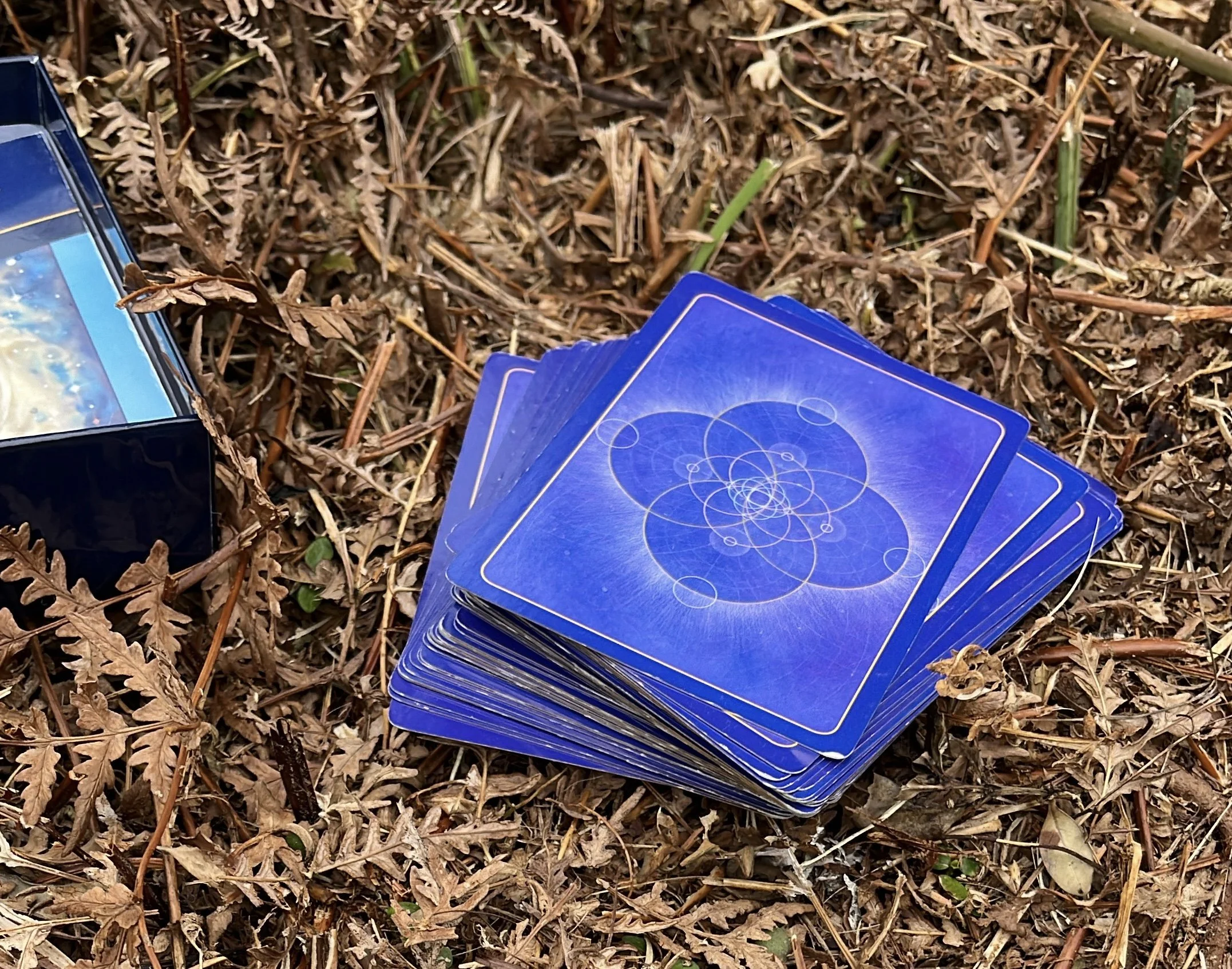 A spread of blue tarot cards on the ground amidst dry leaves and twigs.