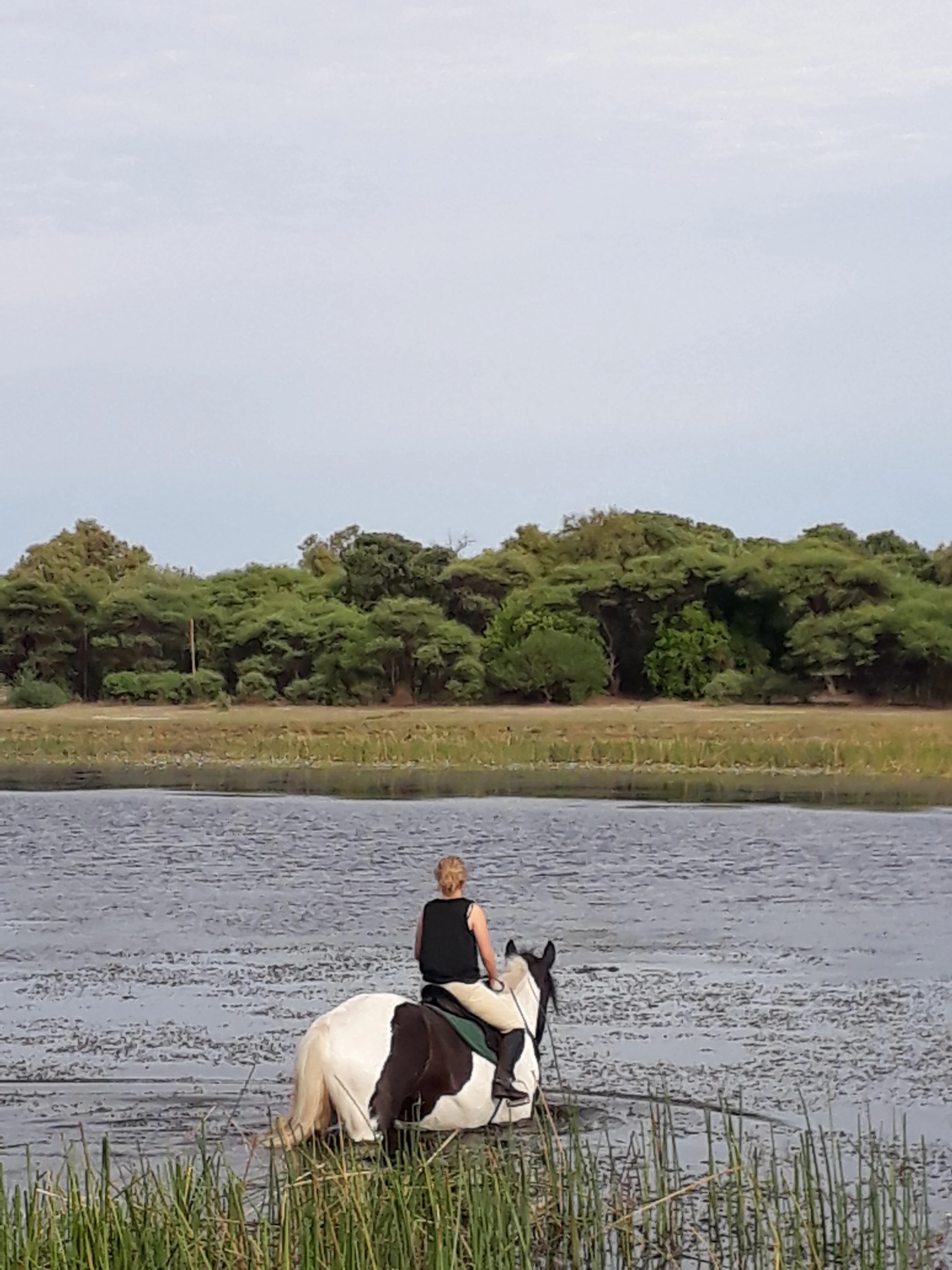 Person riding a horse in a body of water near grassy shore, with trees and sky in the background.