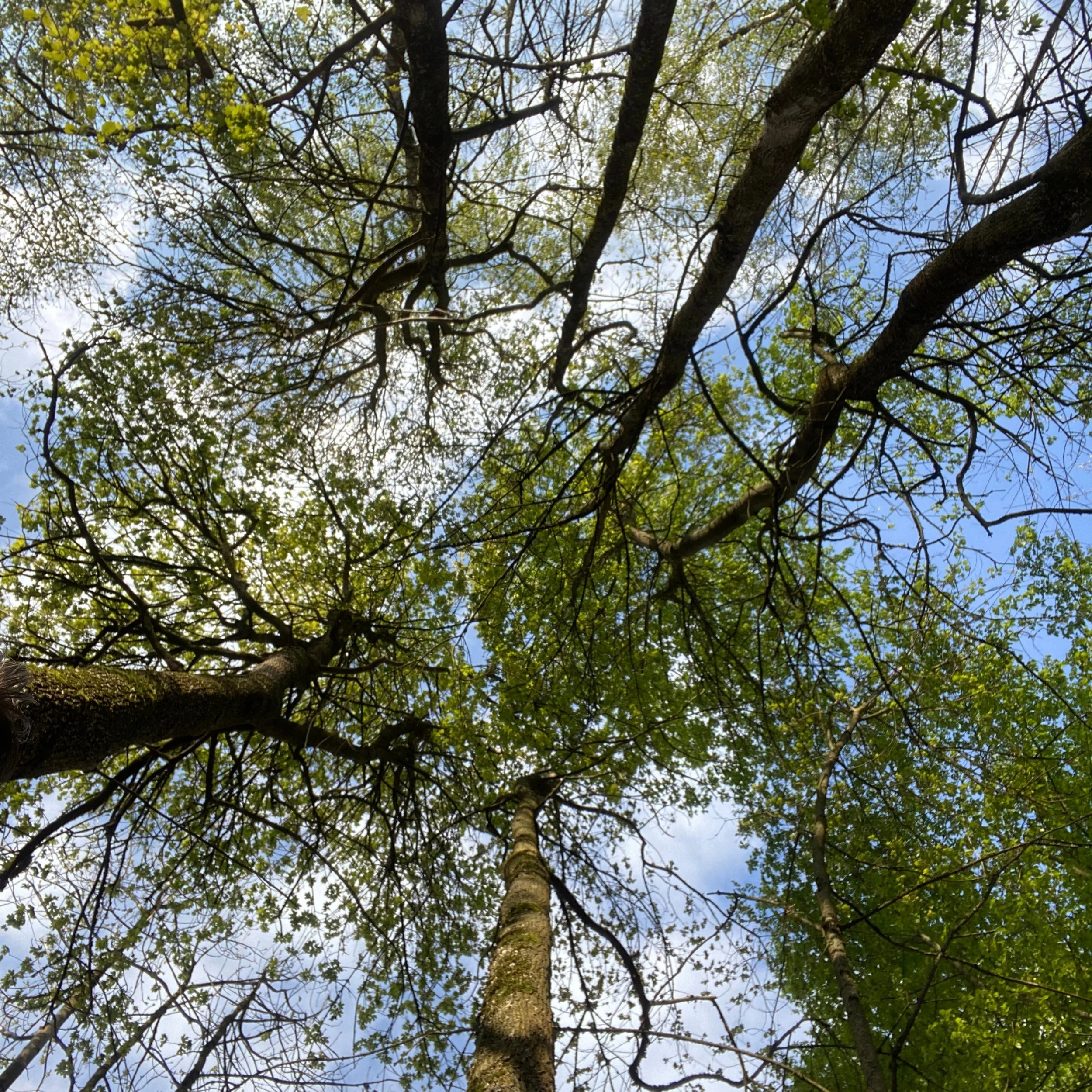consultation de naturopathie holistique