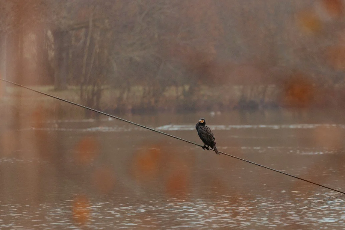 MNLP8801 (Moyenne).jpg