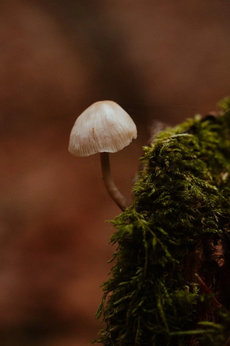 IMG_0665 (Moyenne).jpg