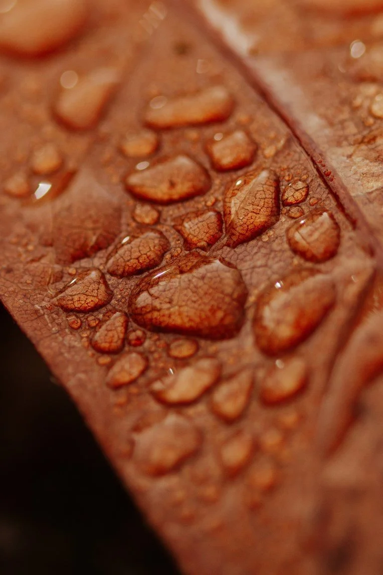 IMG_1153 (Moyenne).jpg