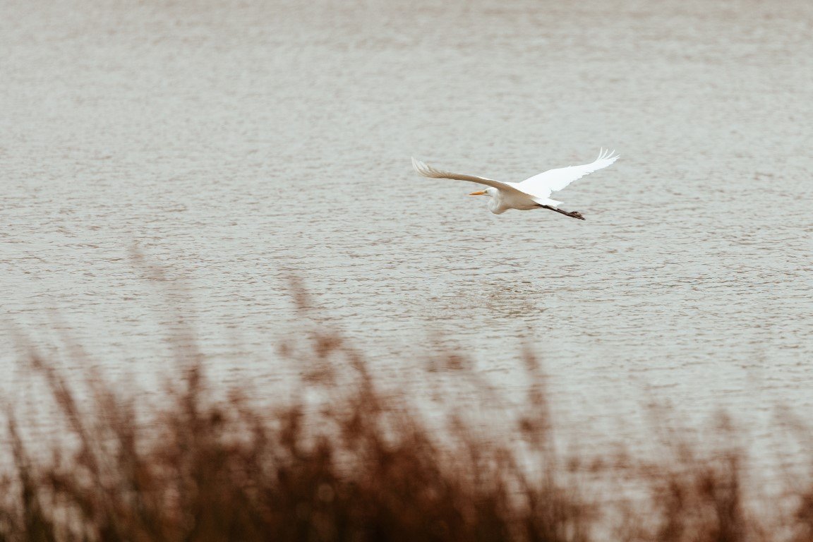 MNLP8903 (Moyenne).jpg