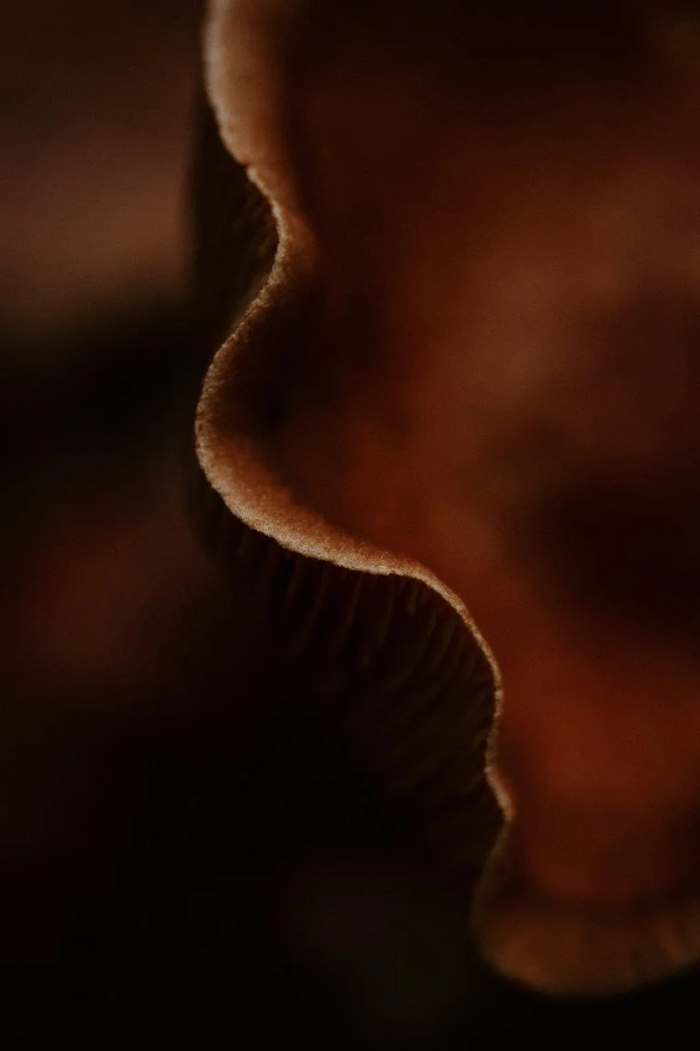 IMG_0673 (Moyenne).jpg