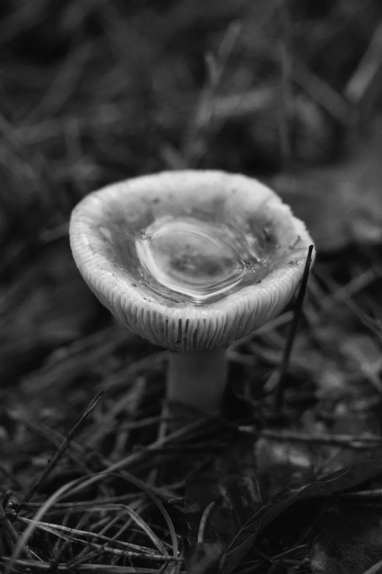 Champi_IMG_3023 copie (Moyenne).jpg