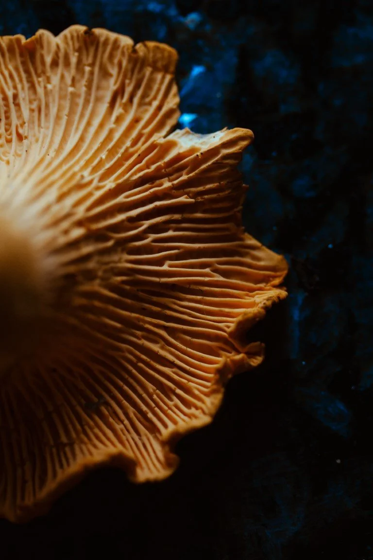 IMG_0362 (Moyenne).jpg