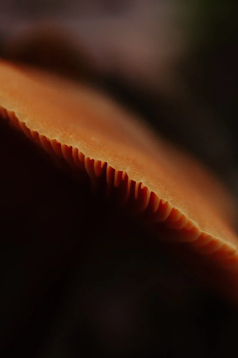 IMG_1435 (Moyenne).jpg