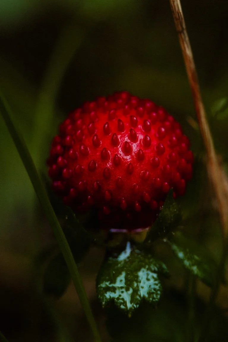 IMG_0085 (Moyenne).jpg