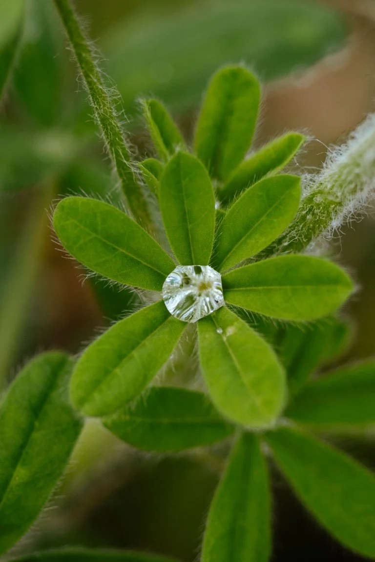 IMG_1195 (Moyenne).jpg